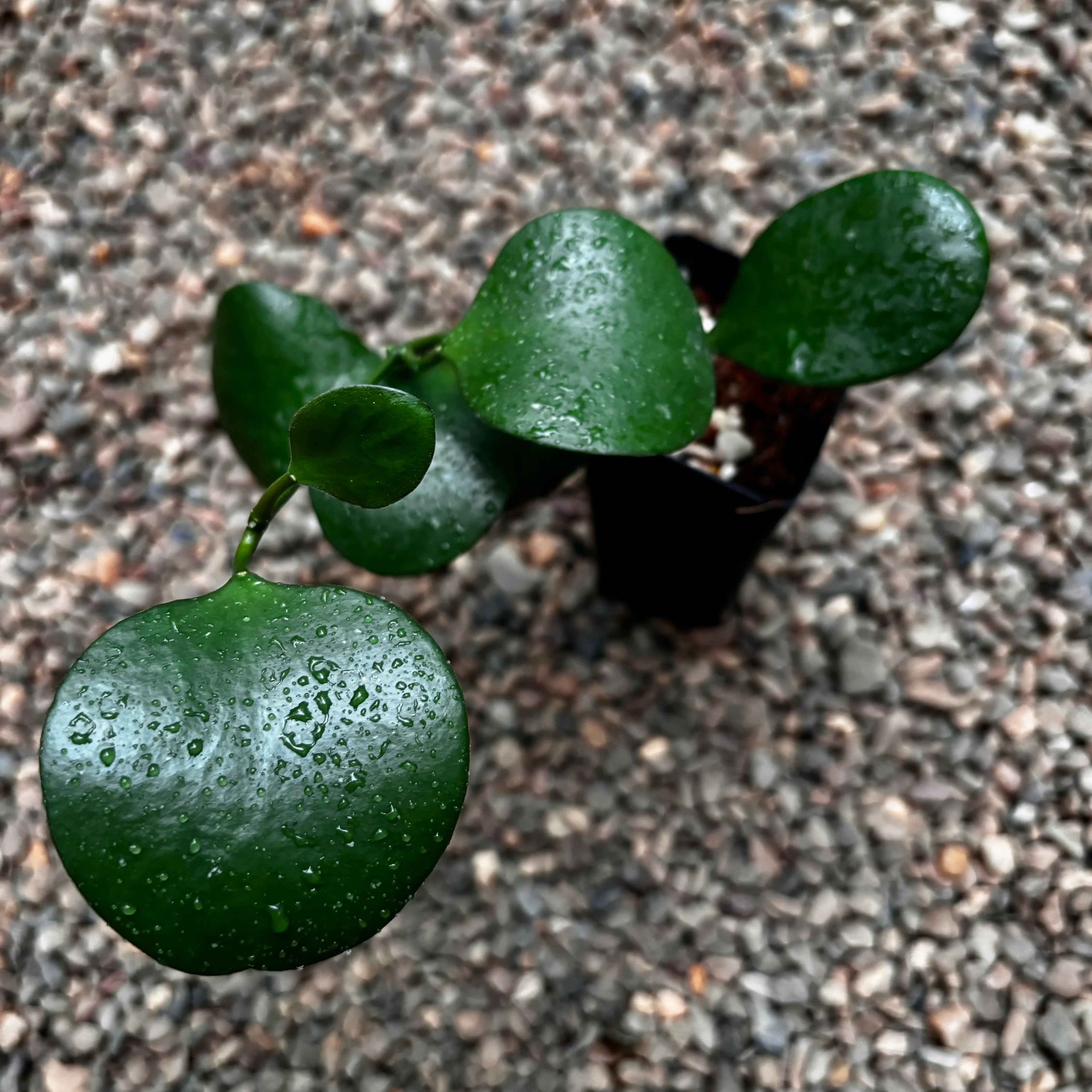 Hoya kastbergii H404 - Image 4
