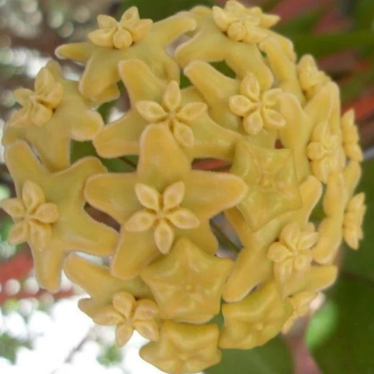 Hoya kenejiana variegata 'Nugget' H402 - Image 3