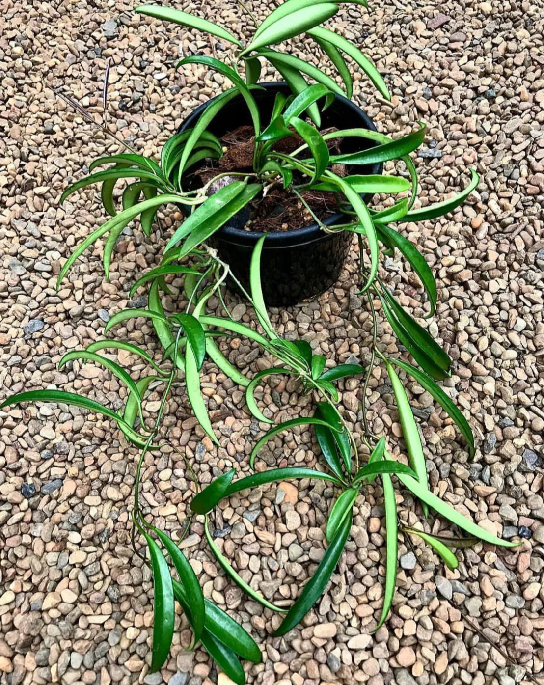 Hoya kentiana H10 - Image 3