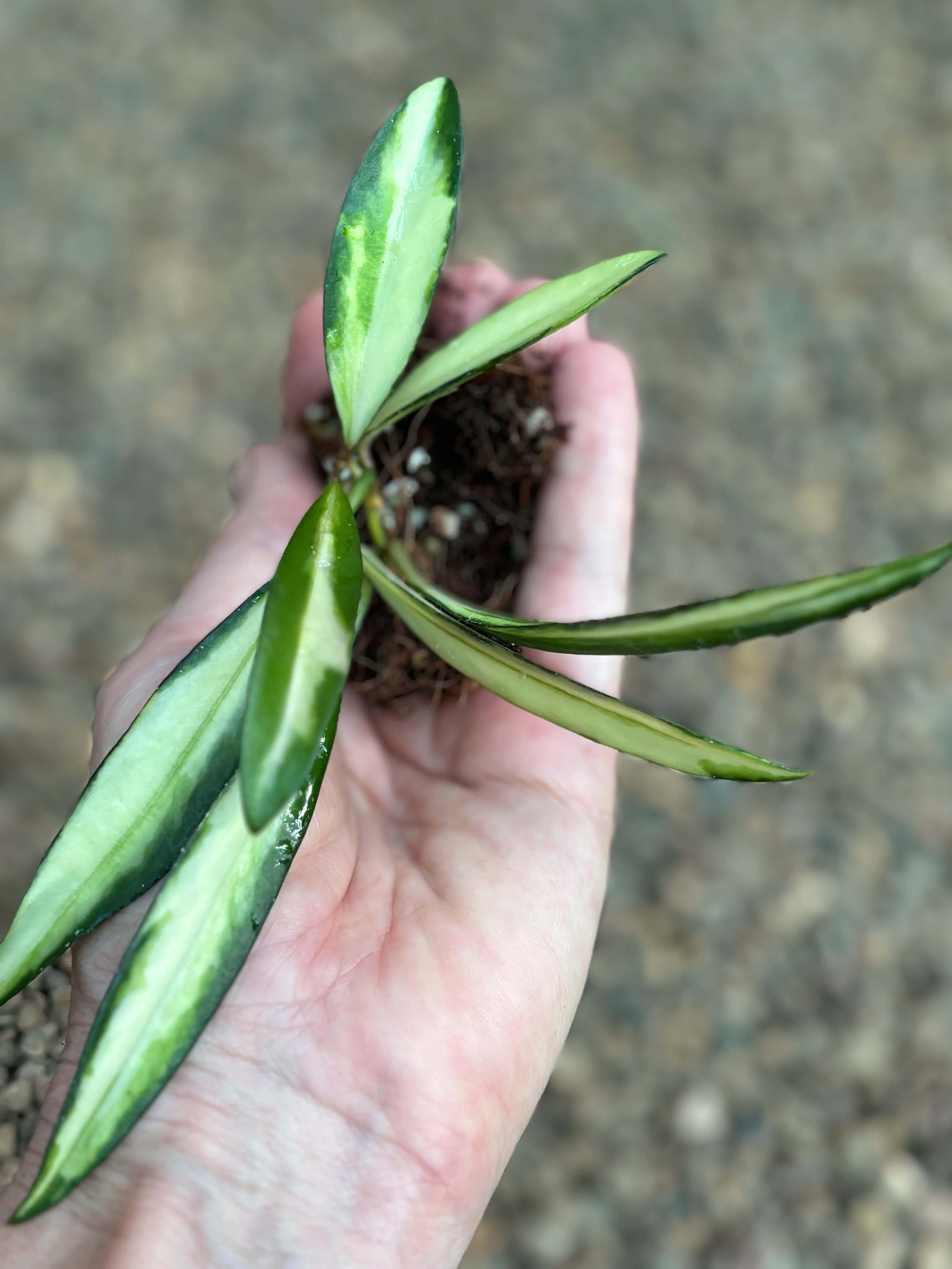 Hoya wayetii variegata H324 - Image 6