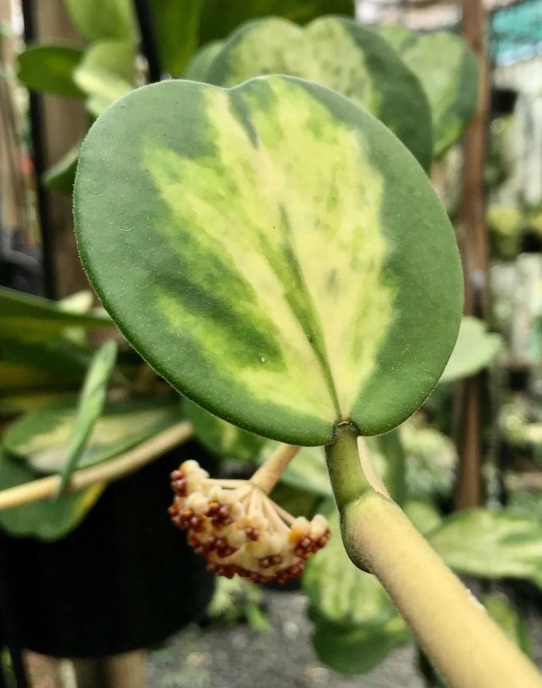 Hoya kerrii variegata 'Speckles' IML 1809 H155 - Image 6