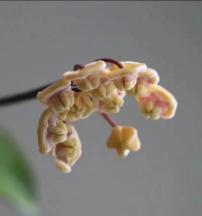 Hoya kloppenburgii IML 1758 H252 - Image 5