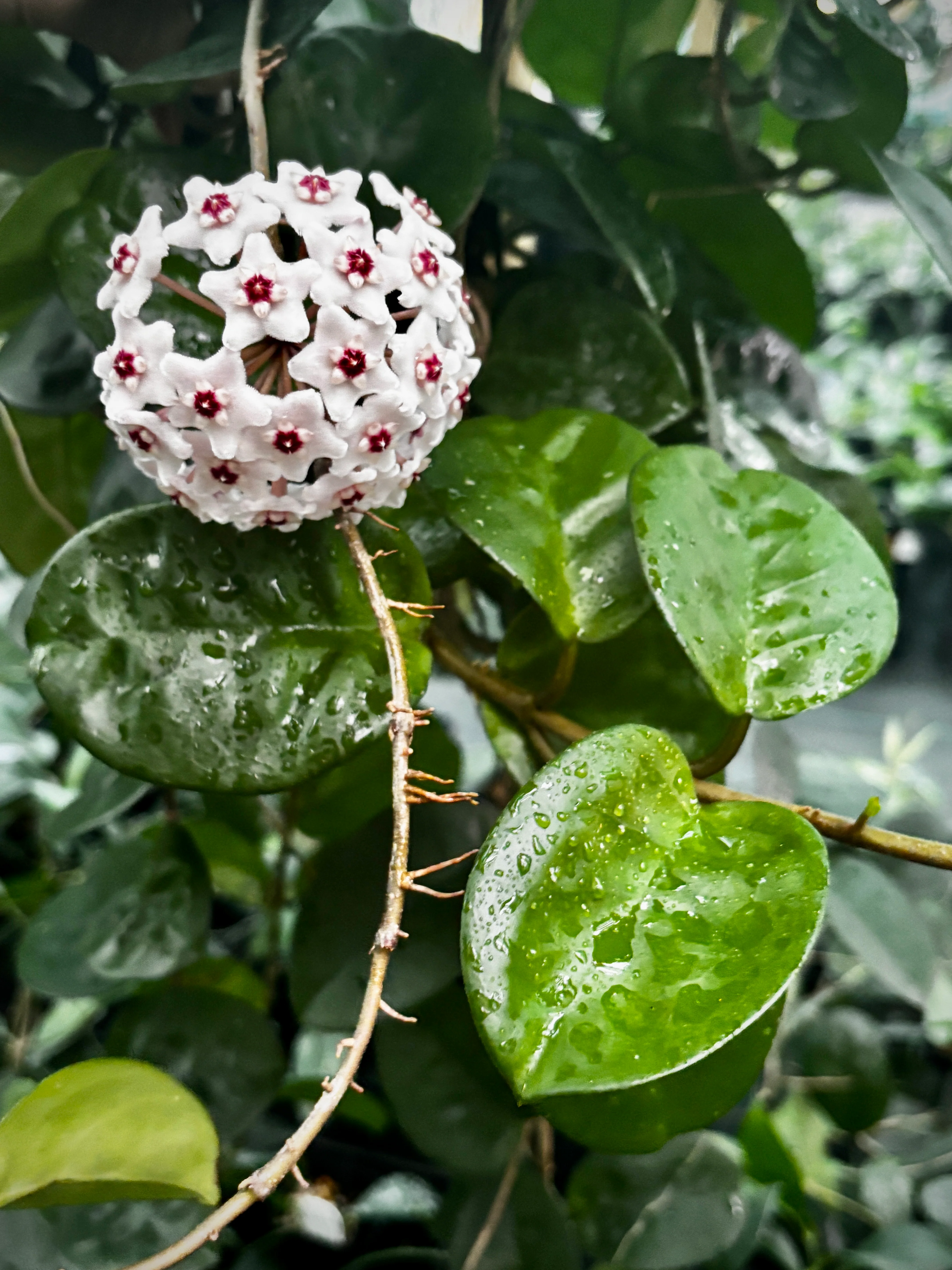 Hoya carnosa Krinkle (giant) H305 - Image 4