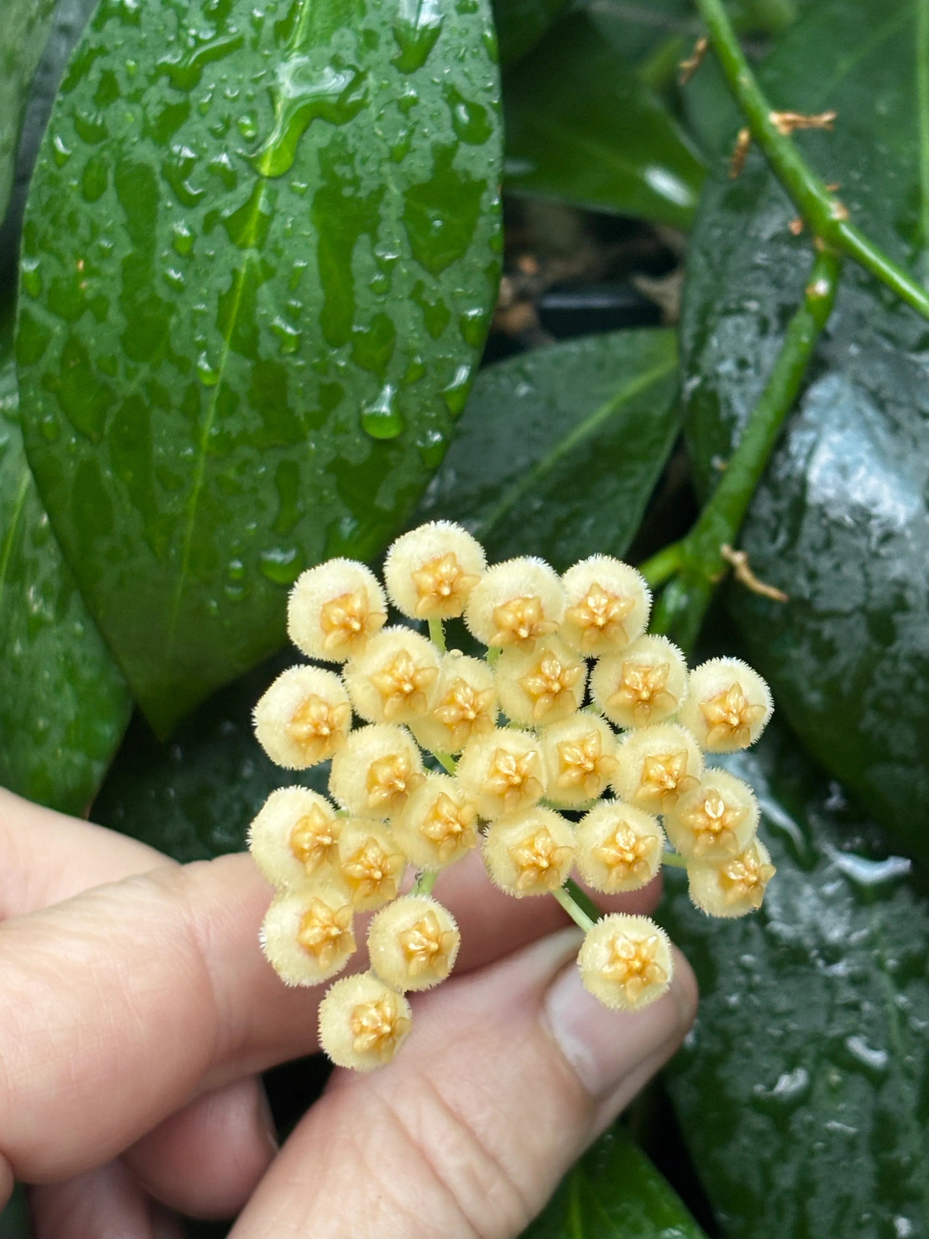 Hoya aff. lacunosa 'giant' IML 1813 H62 - Image 3