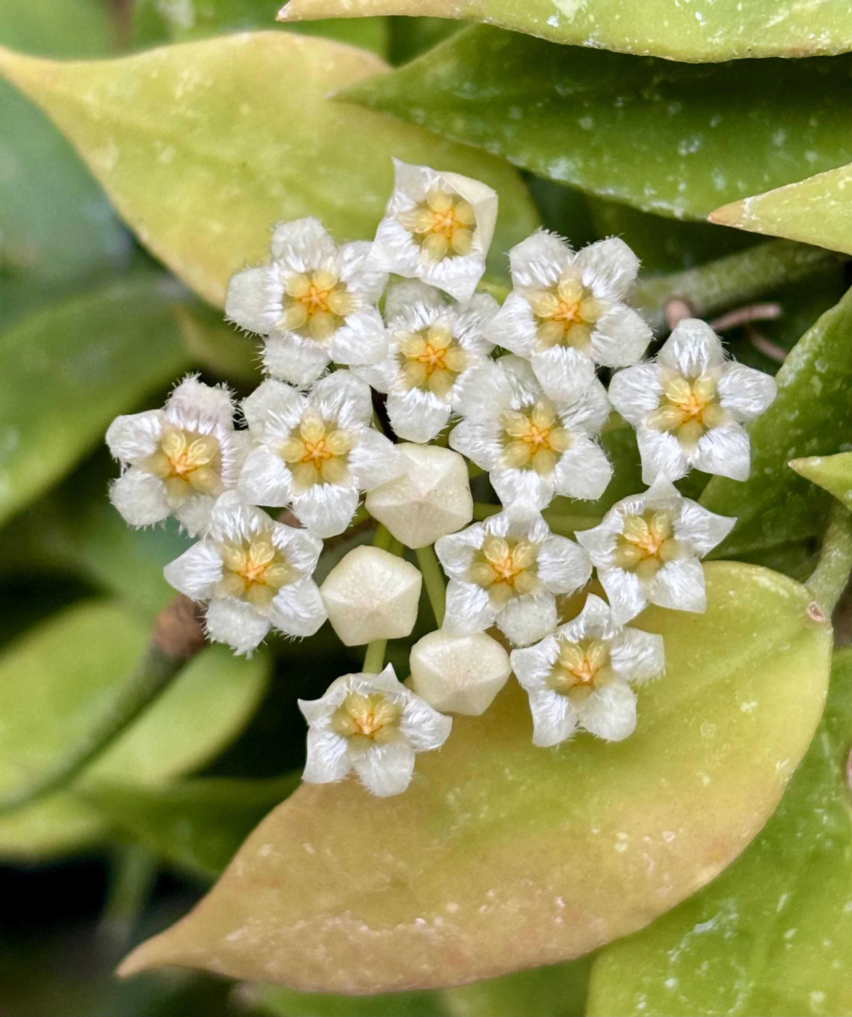 Hoya lacunosa H13 - Image 13
