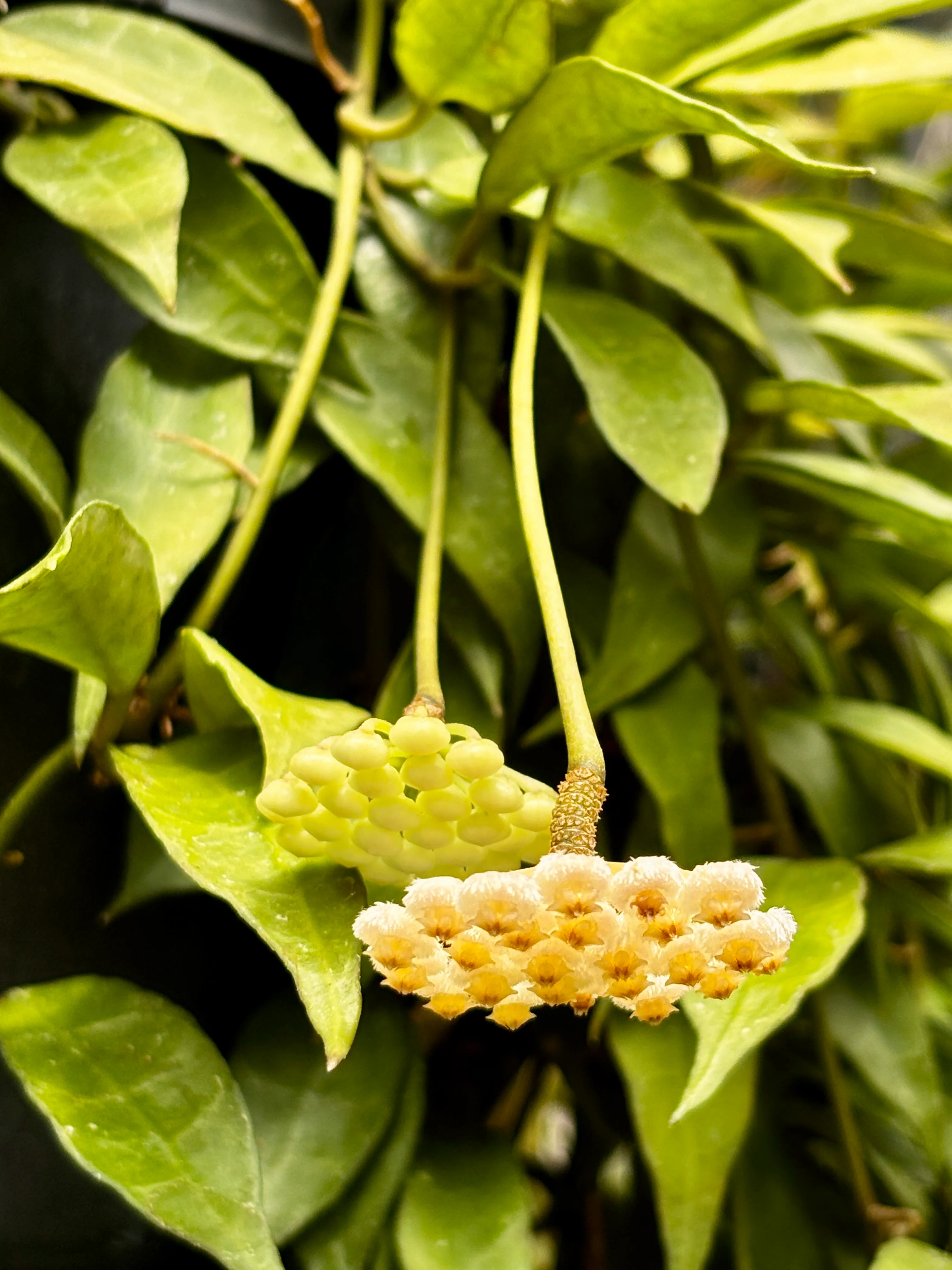 Hoya lacunosa H13 - Image 14