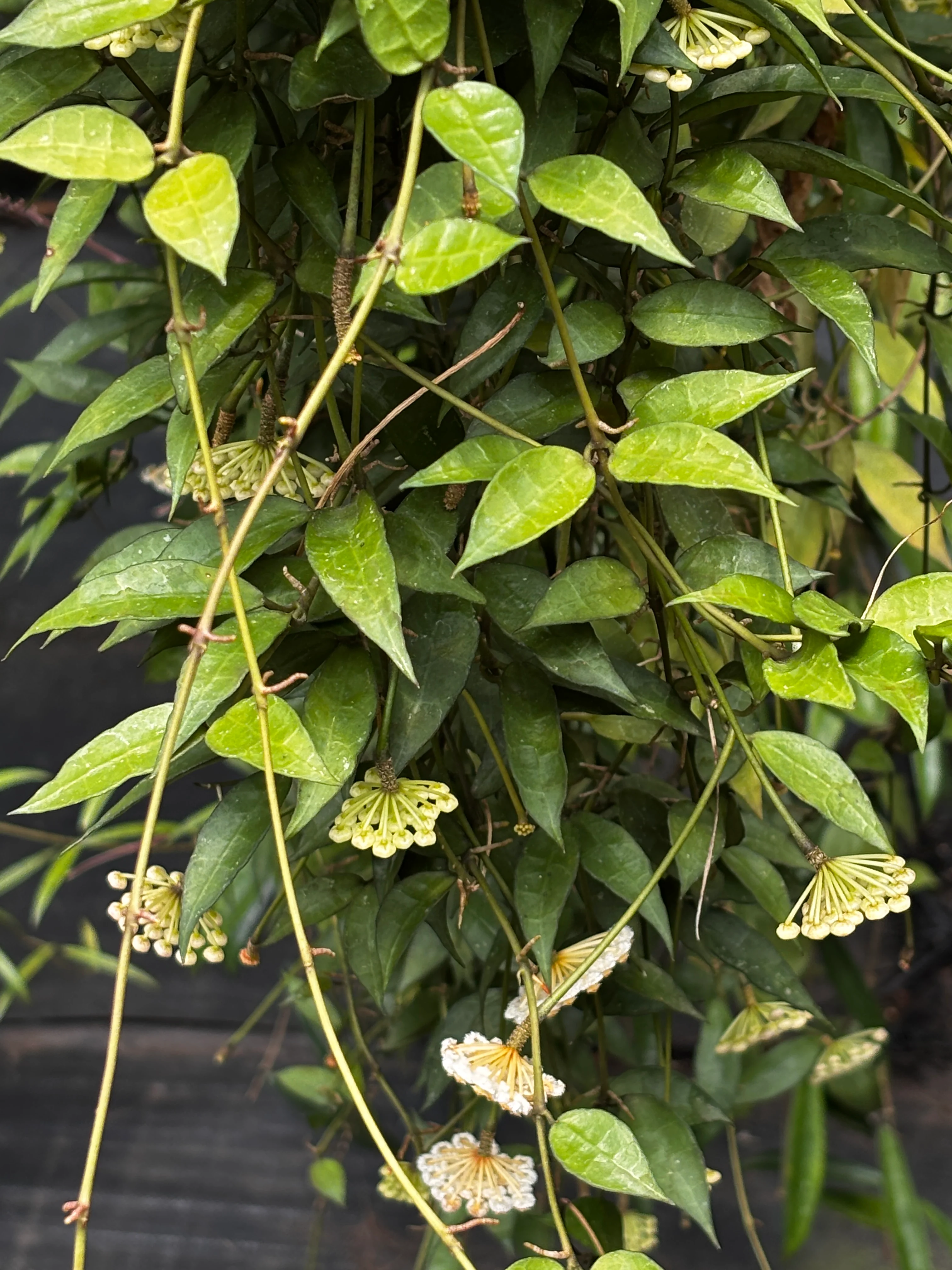 Hoya lacunosa H13 - Image 9