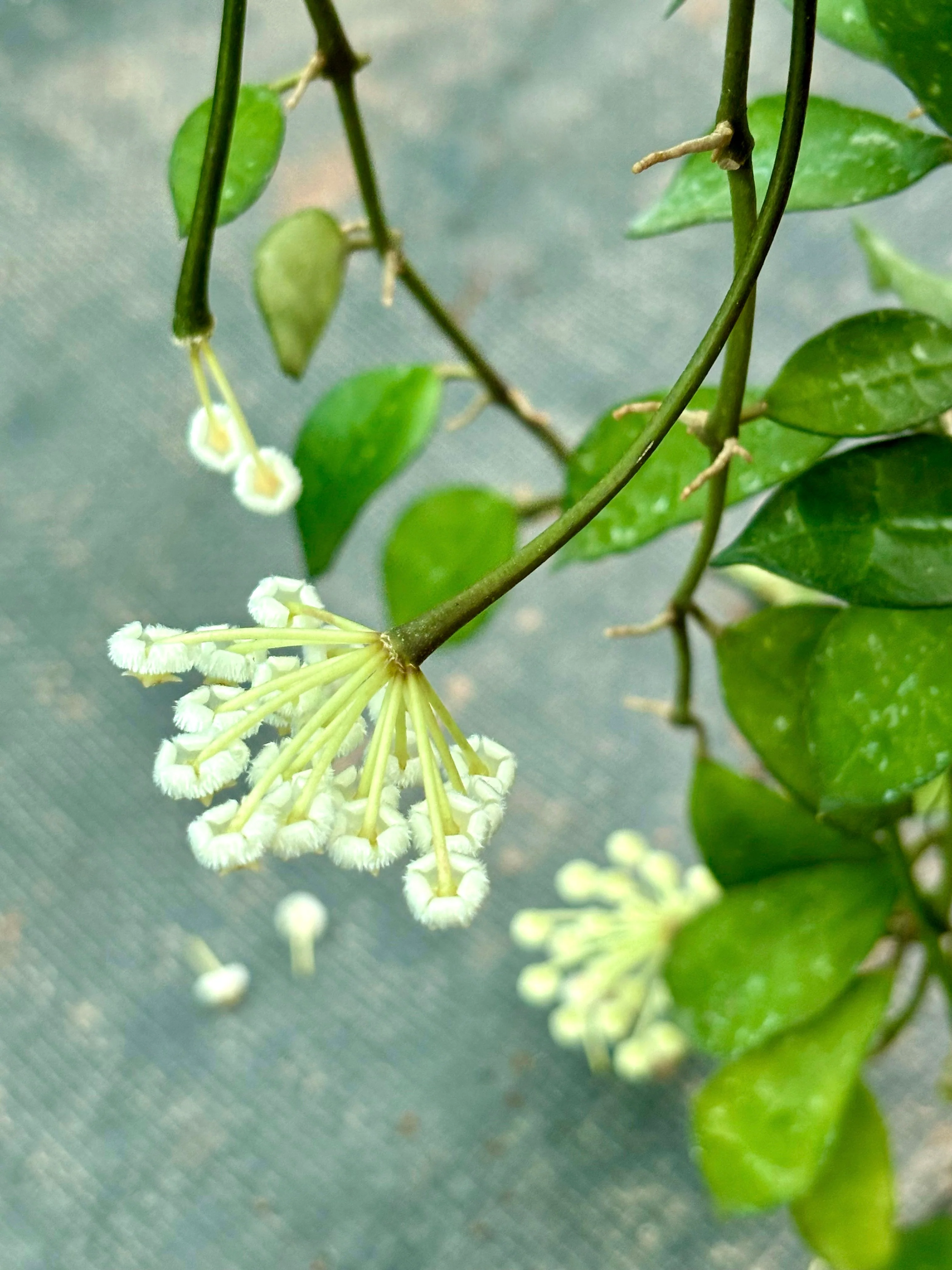 Hoya lacunosa - thick leaf H303 - Image 3