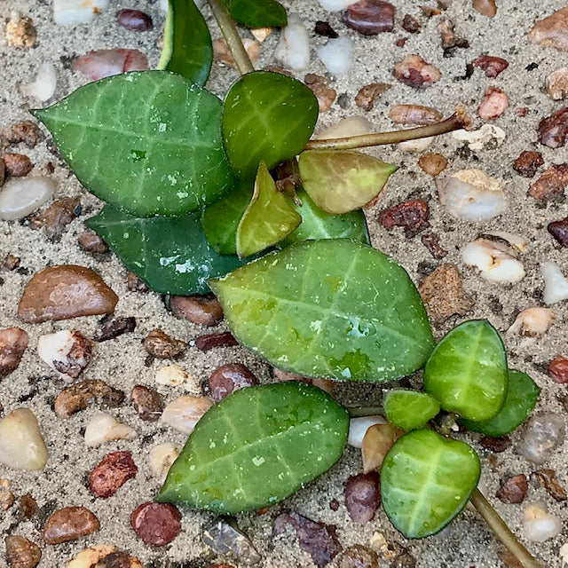 Hoya lacunosa - thick leaf H303 - Image 6