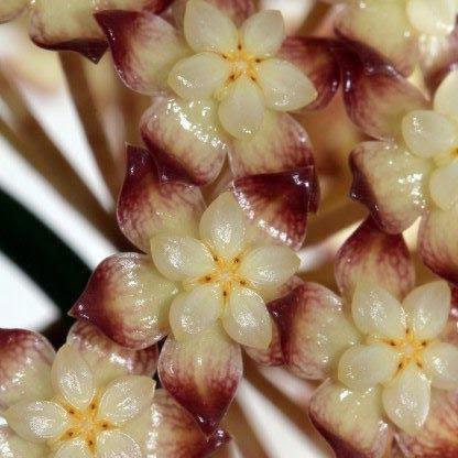 Hoya clemensiorum Sabah IML 1752 H161 - Image 7