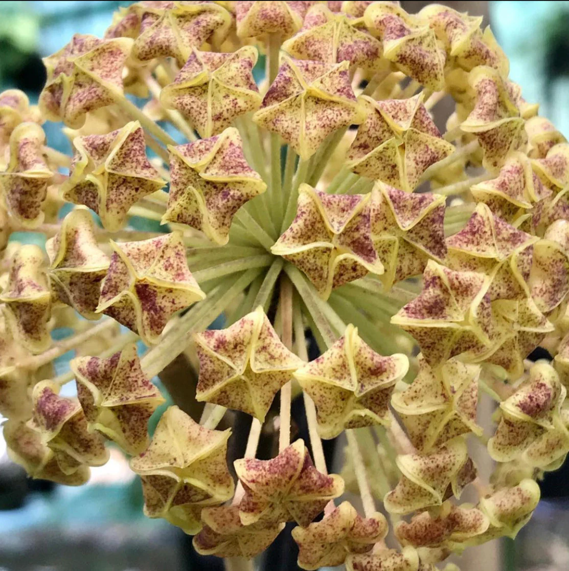 Hoya lambii H144 - Image 7
