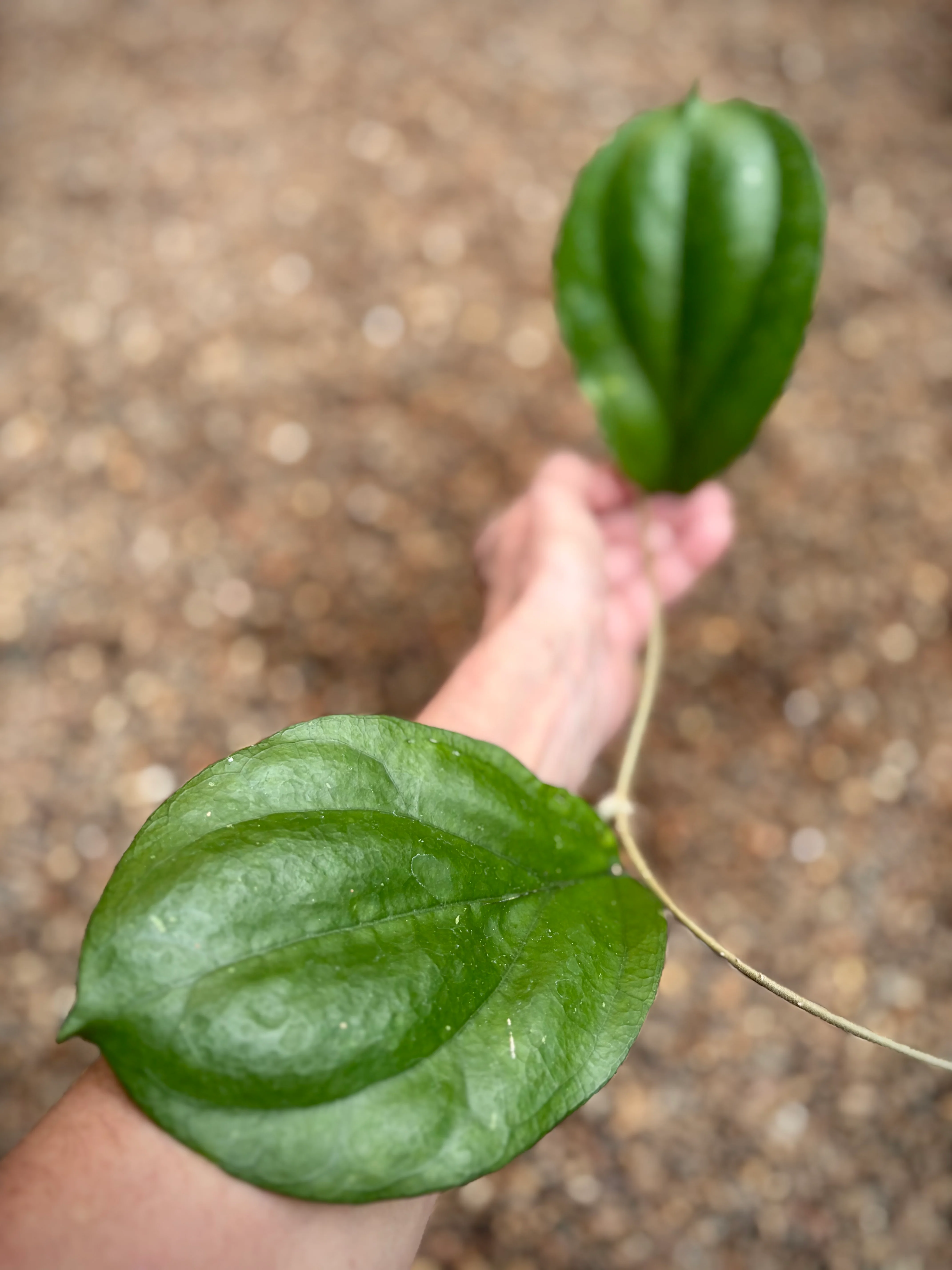 Hoya lambii H144 - Image 9