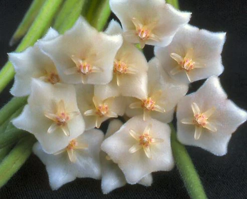Hoya linearis IML 0139 H106 - Image 2
