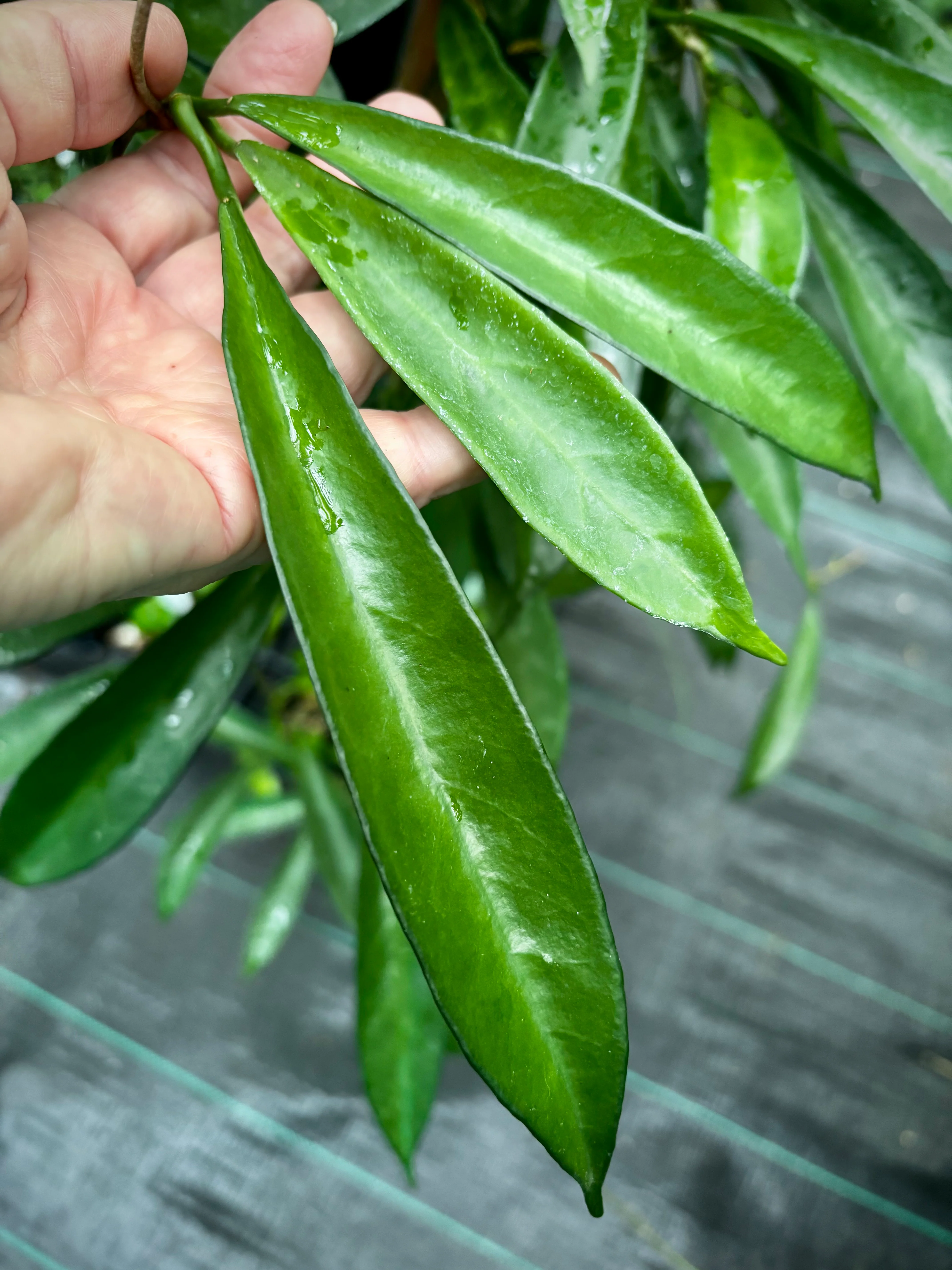 Hoya longifolia IML 0185 H257 - Image 10