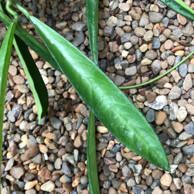 Hoya longifolia IML 0185 H257 - Image 3