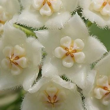 Hoya longifolia IML 0185 H257 - Image 4