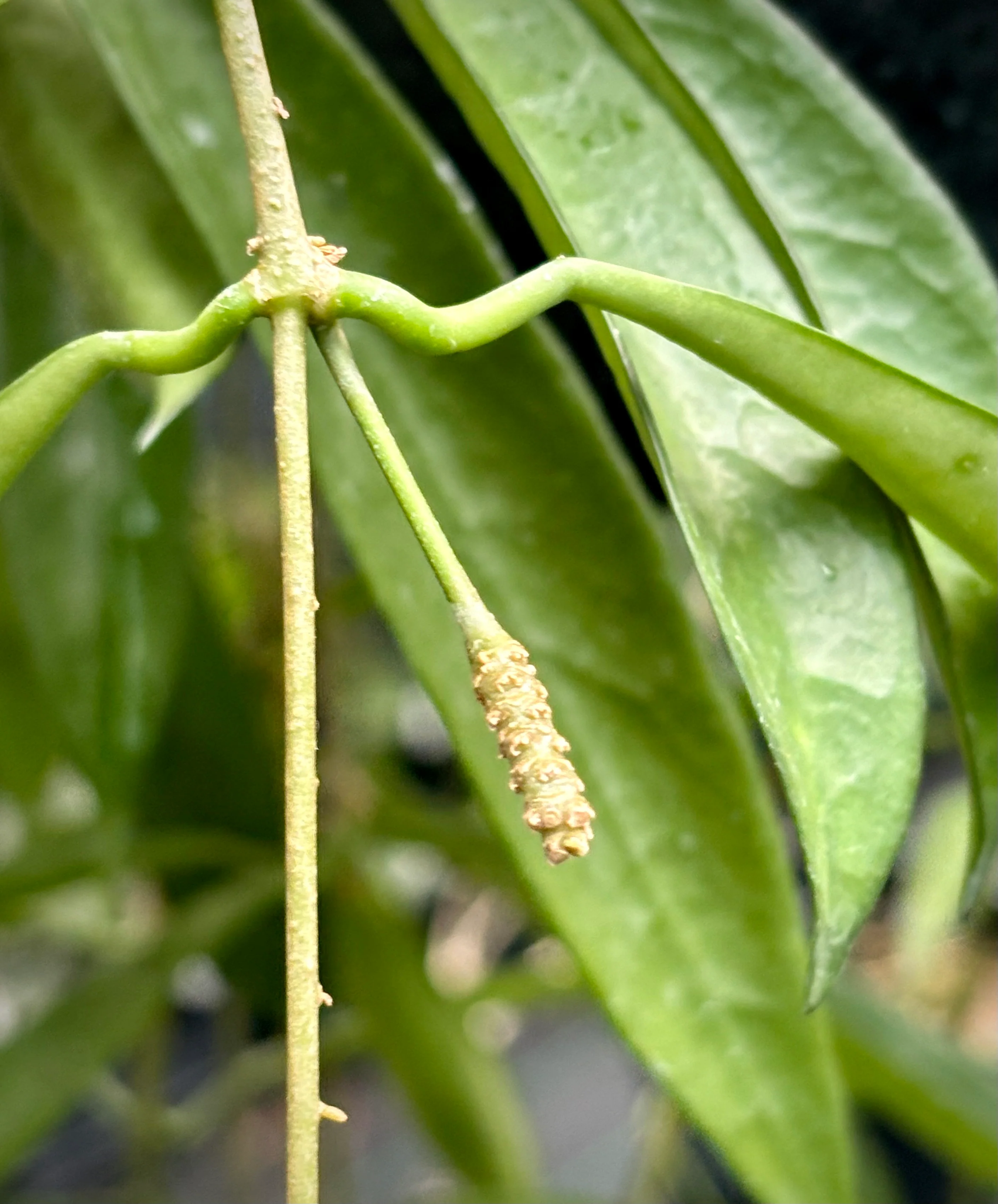 Hoya longifolia IML 0185 H257 - Image 5