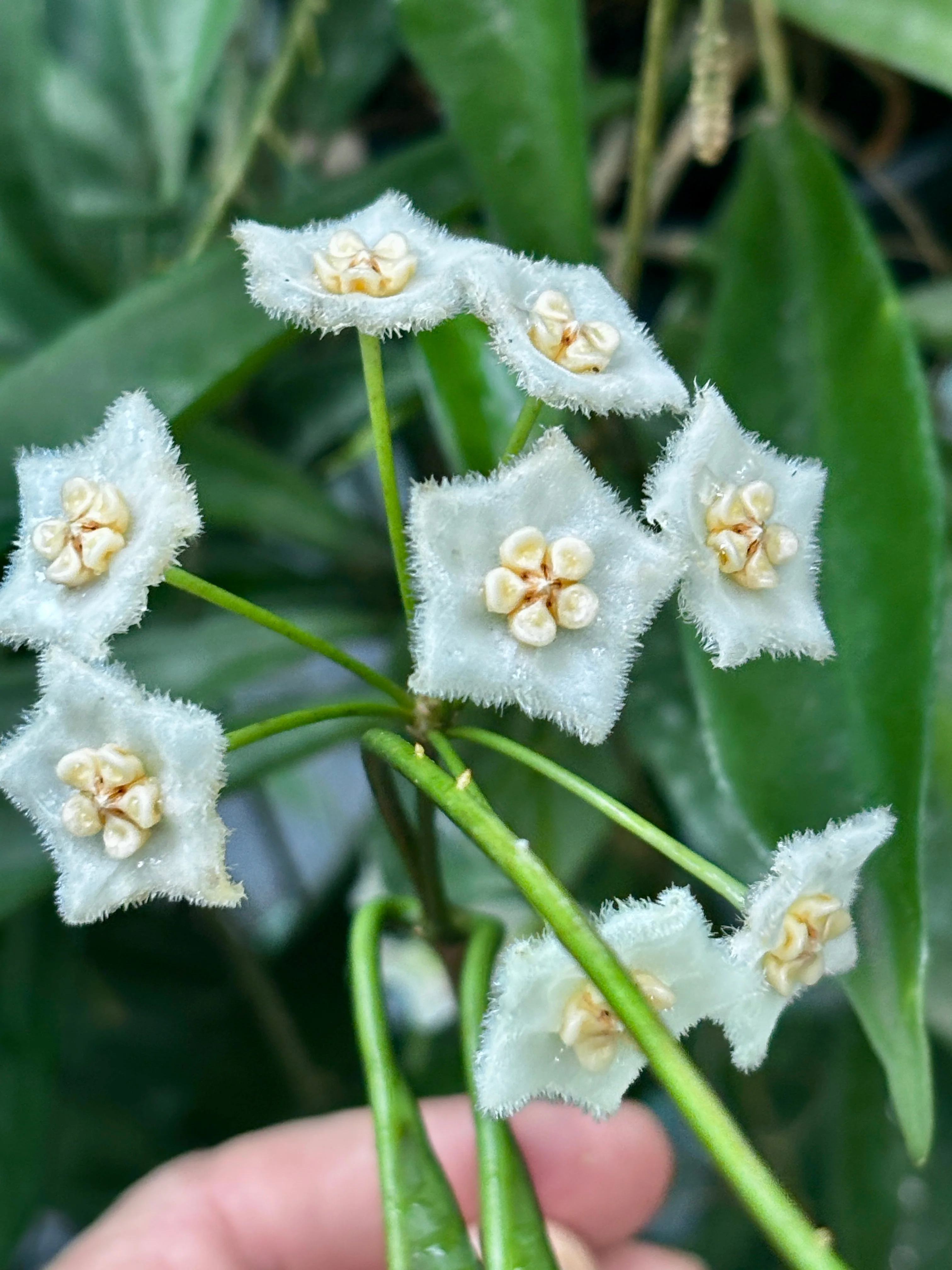 Hoya longifolia IML 0185 H257 - Image 6