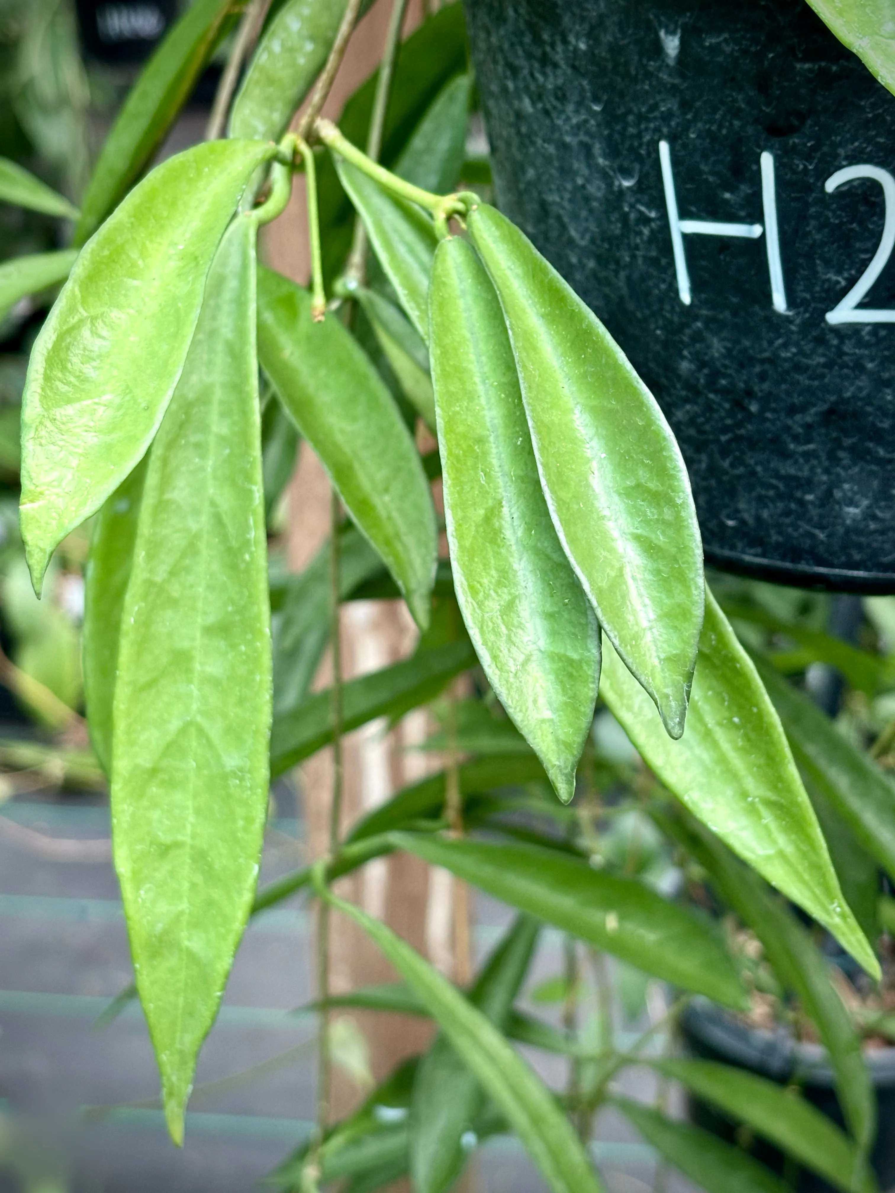 Hoya longifolia IML 0185 H257 - Image 7
