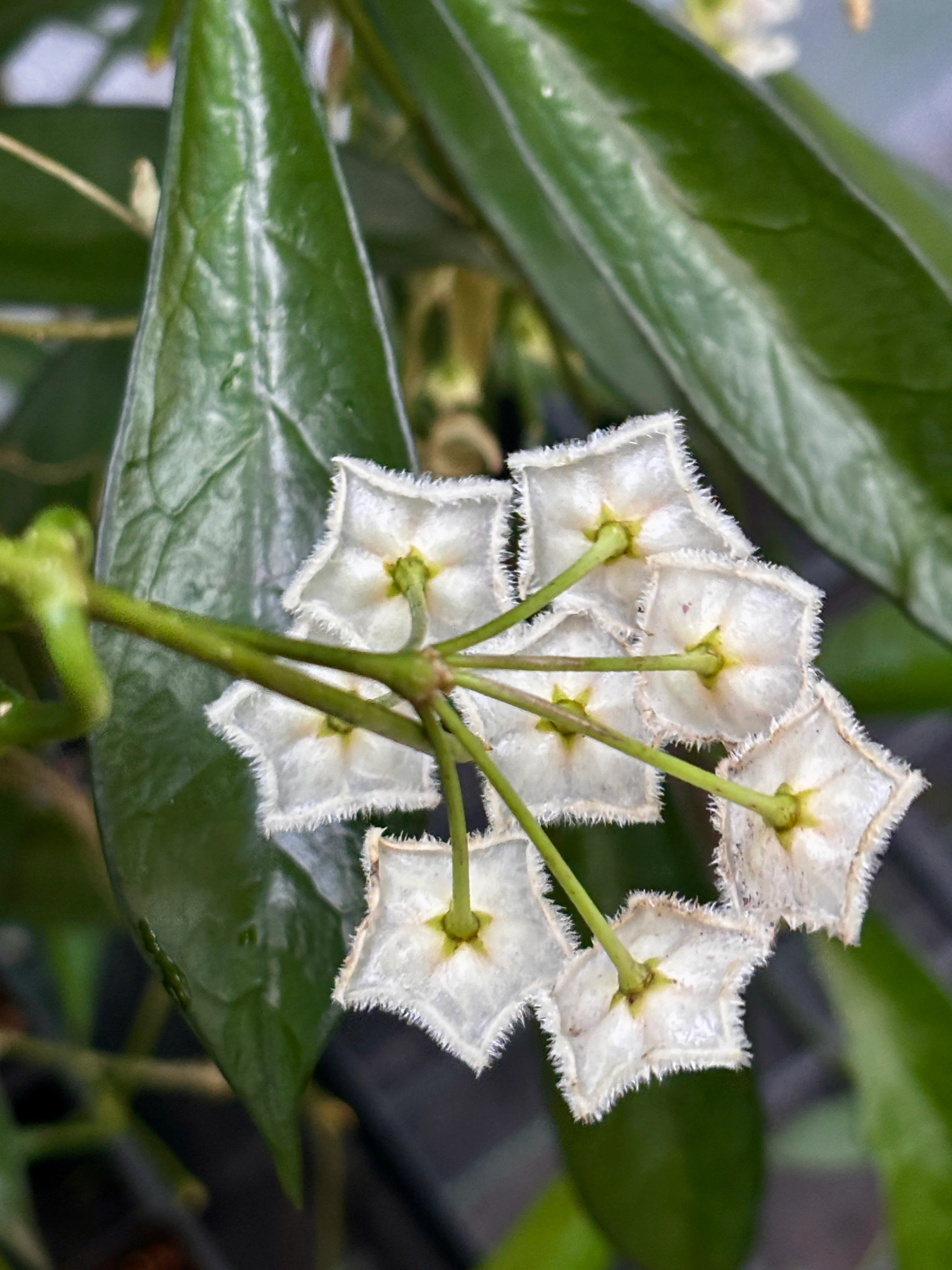 Hoya longifolia IML 0185 H257 - Image 8