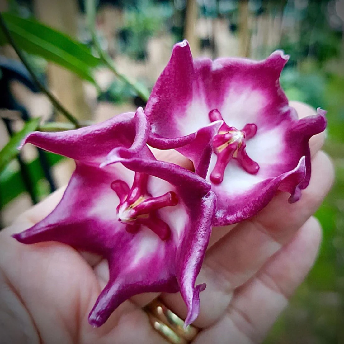 Hoya macgillivrayi 'Langkelly Ck. Qld.' IML 0015 H63 - Image 2