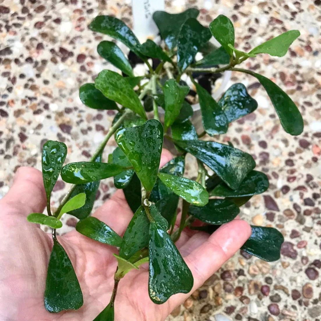 Hoya manipurensis H351 - Image 2