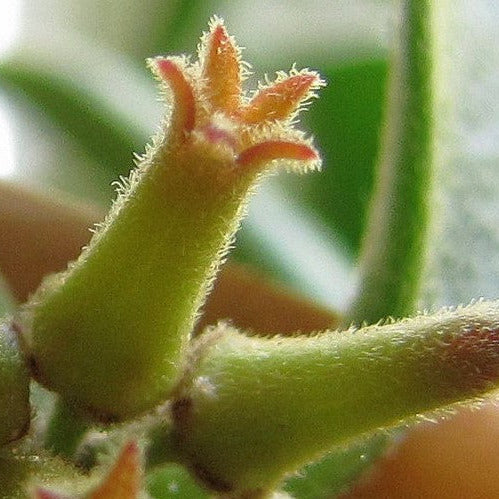 Hoya manipurensis H351 - Image 4