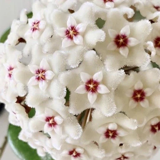 Hoya 'Mathilde' (splash) H292 - Image 2