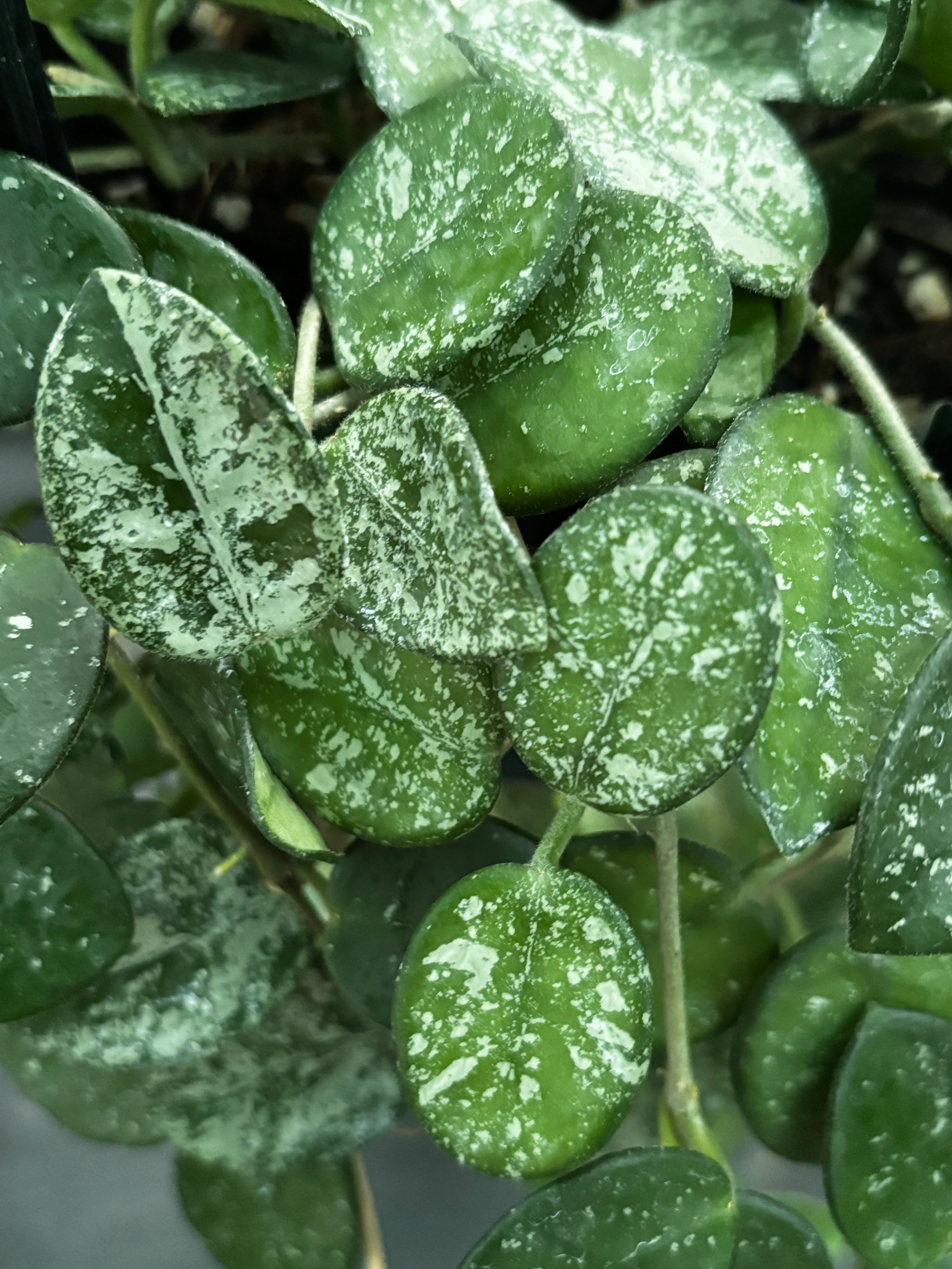 Hoya 'Mathilde' (splash) H292 - Image 3