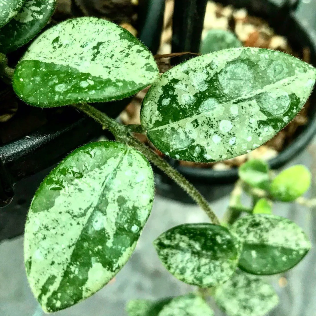 Hoya 'Mathilde' (splash) H292 - Image 4