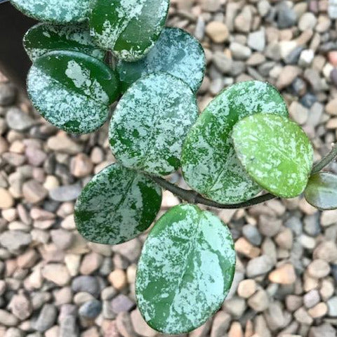 Hoya 'Mathilde' (splash) H292 - Image 5