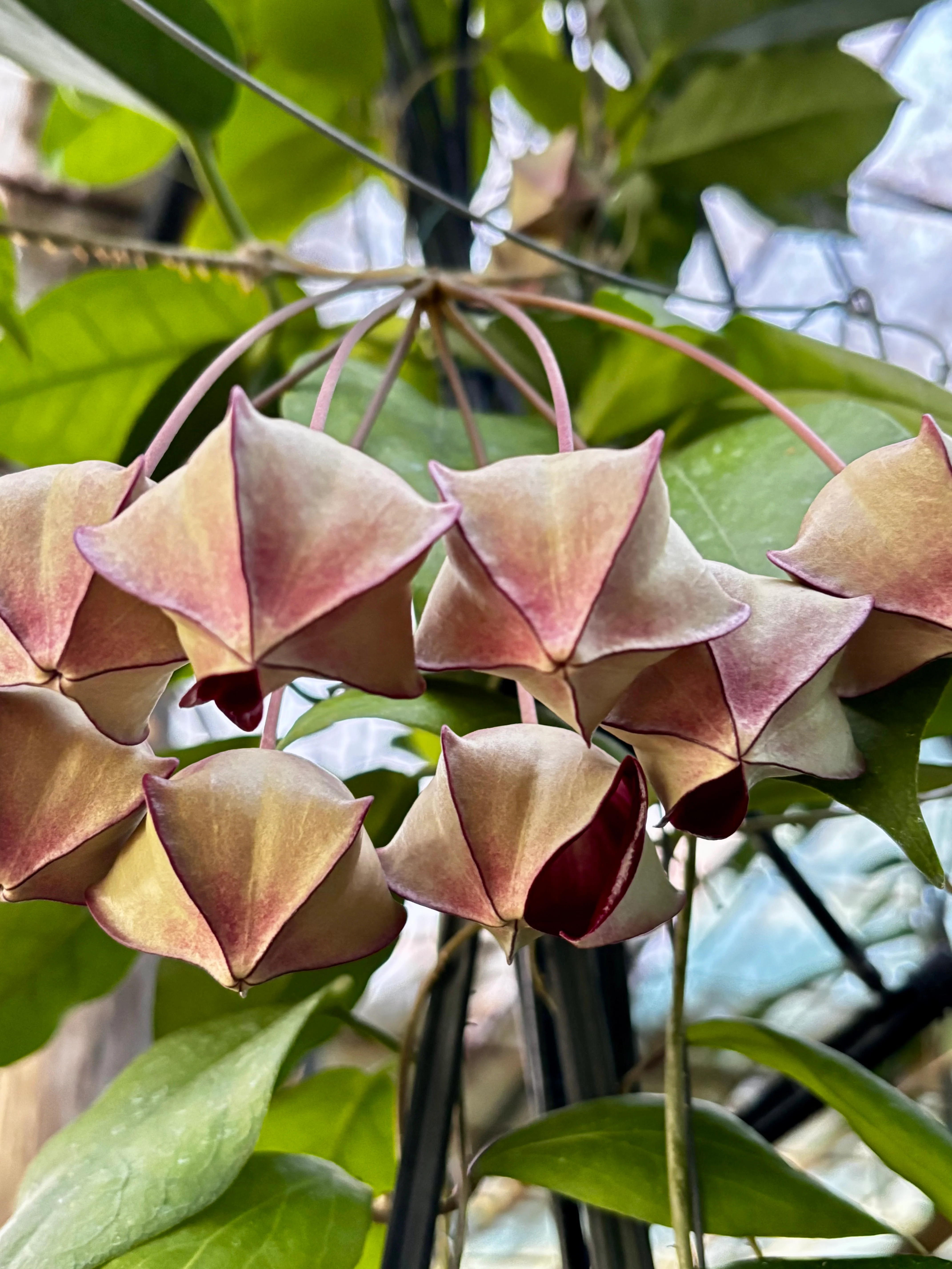 Hoya macgillivrayi H34 - Image 12