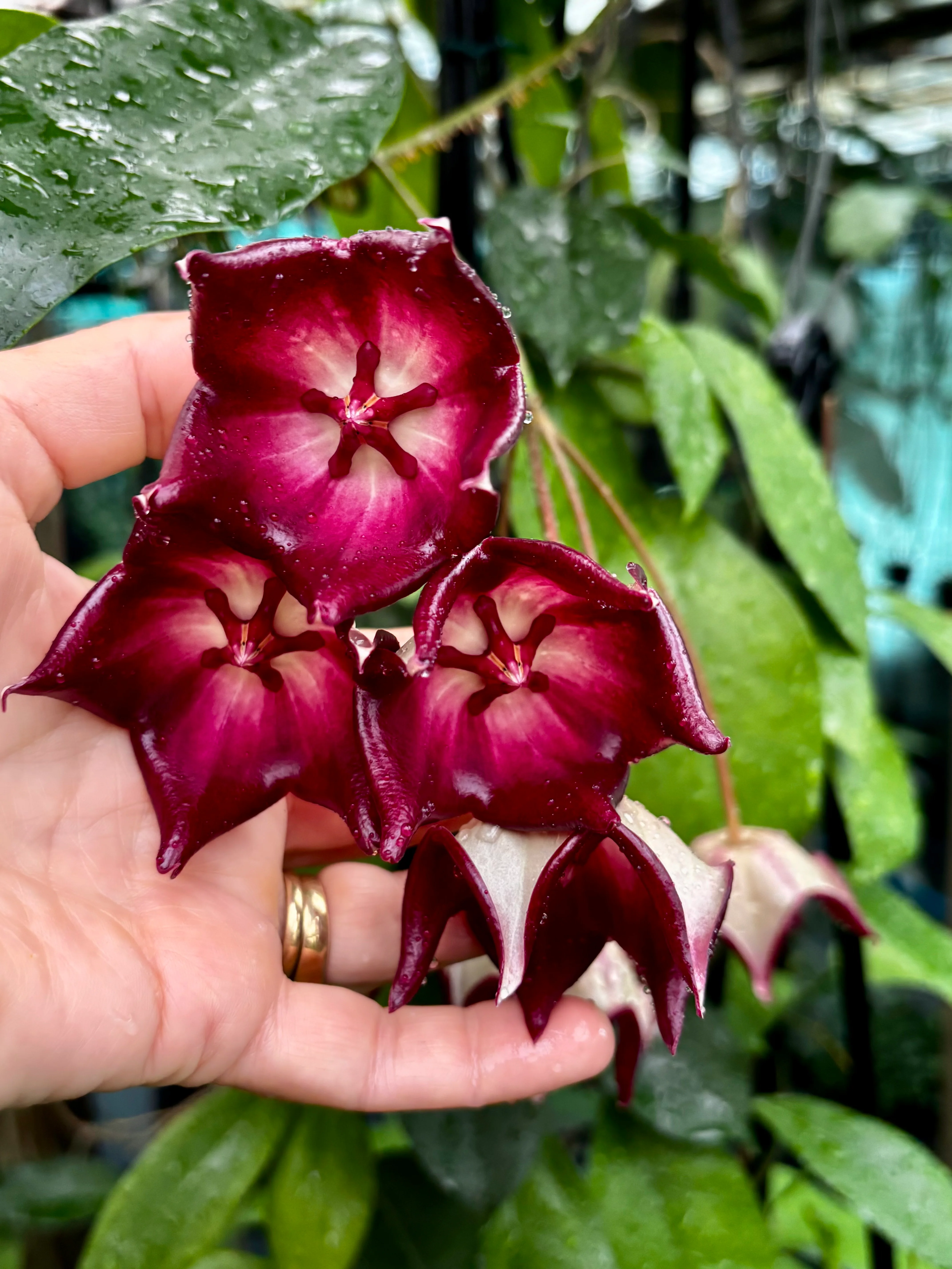Hoya macgillivrayi H34 - Image 7