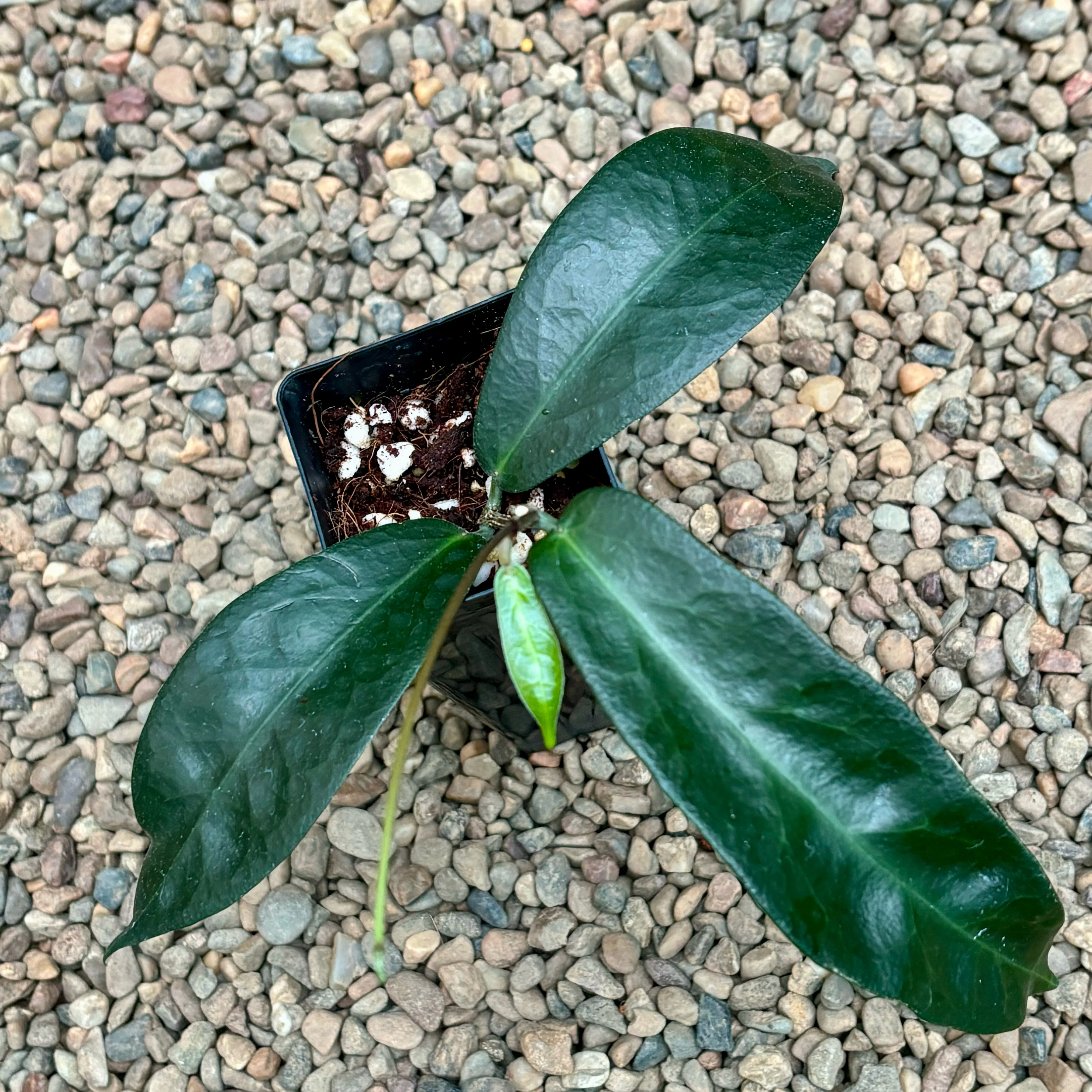 Hoya megalaster IML 1080 H66 - Image 5
