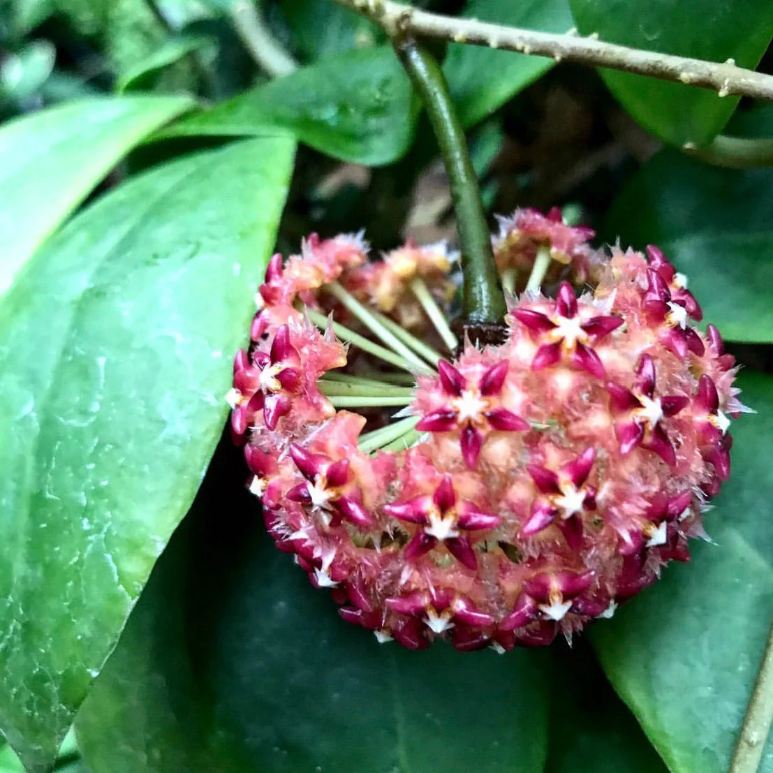 Hoya mindorensis H40 - Image 13