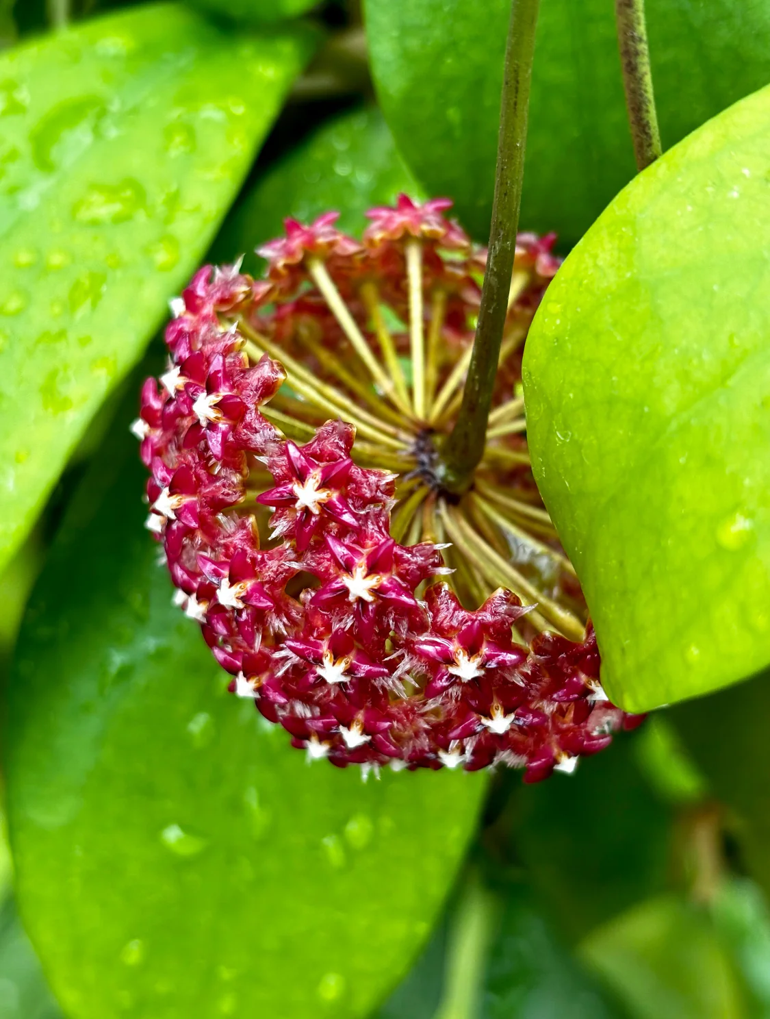Hoya mindorensis ssp. Superba  IML 0768 H169 - Image 17
