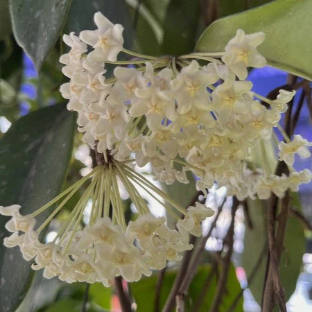 Hoya monetteae Sabah IML 1774 H362 - Image 2