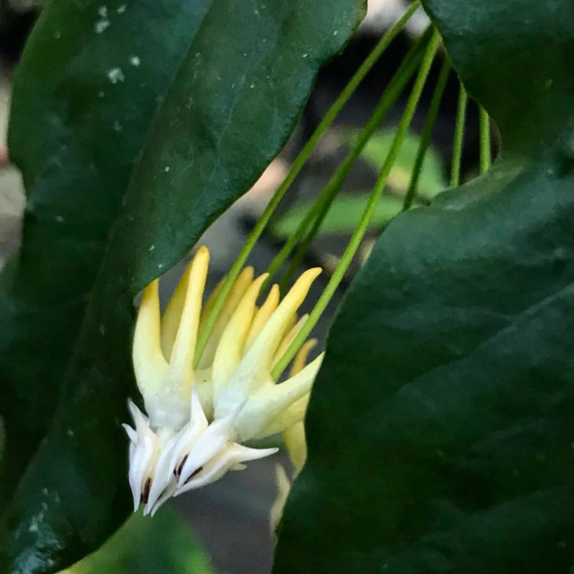 Hoya multiflora 'Shooting Star' IML 0182 H111 - Image 3
