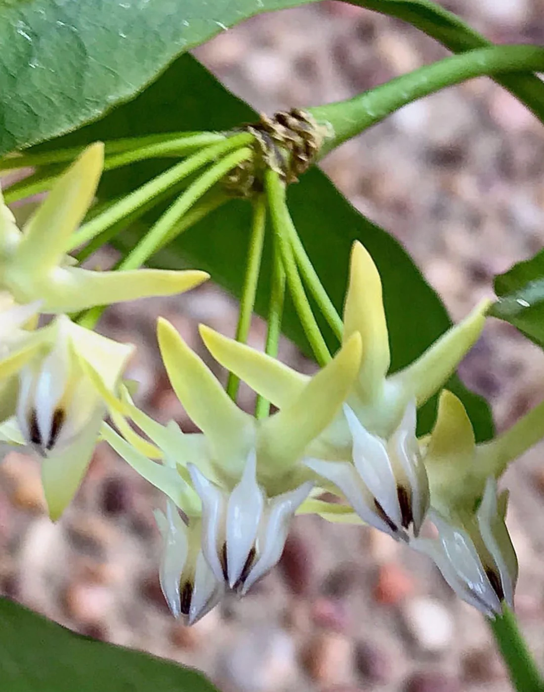 Hoya multiflora 'Shooting Star' IML 0182 H111 - Image 6