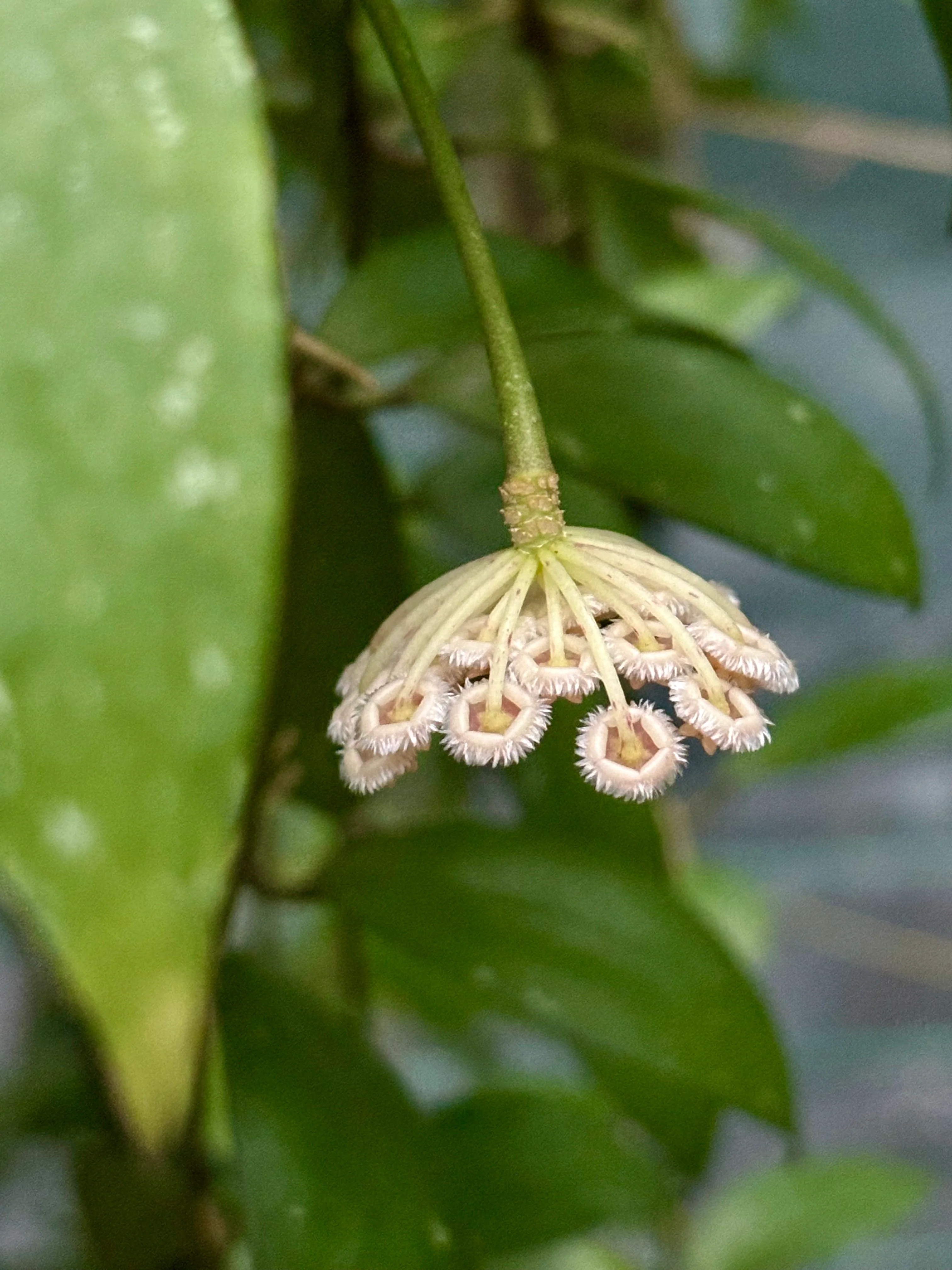 Hoya nabawanensis Sabah IML 1780 H258 - Image 8