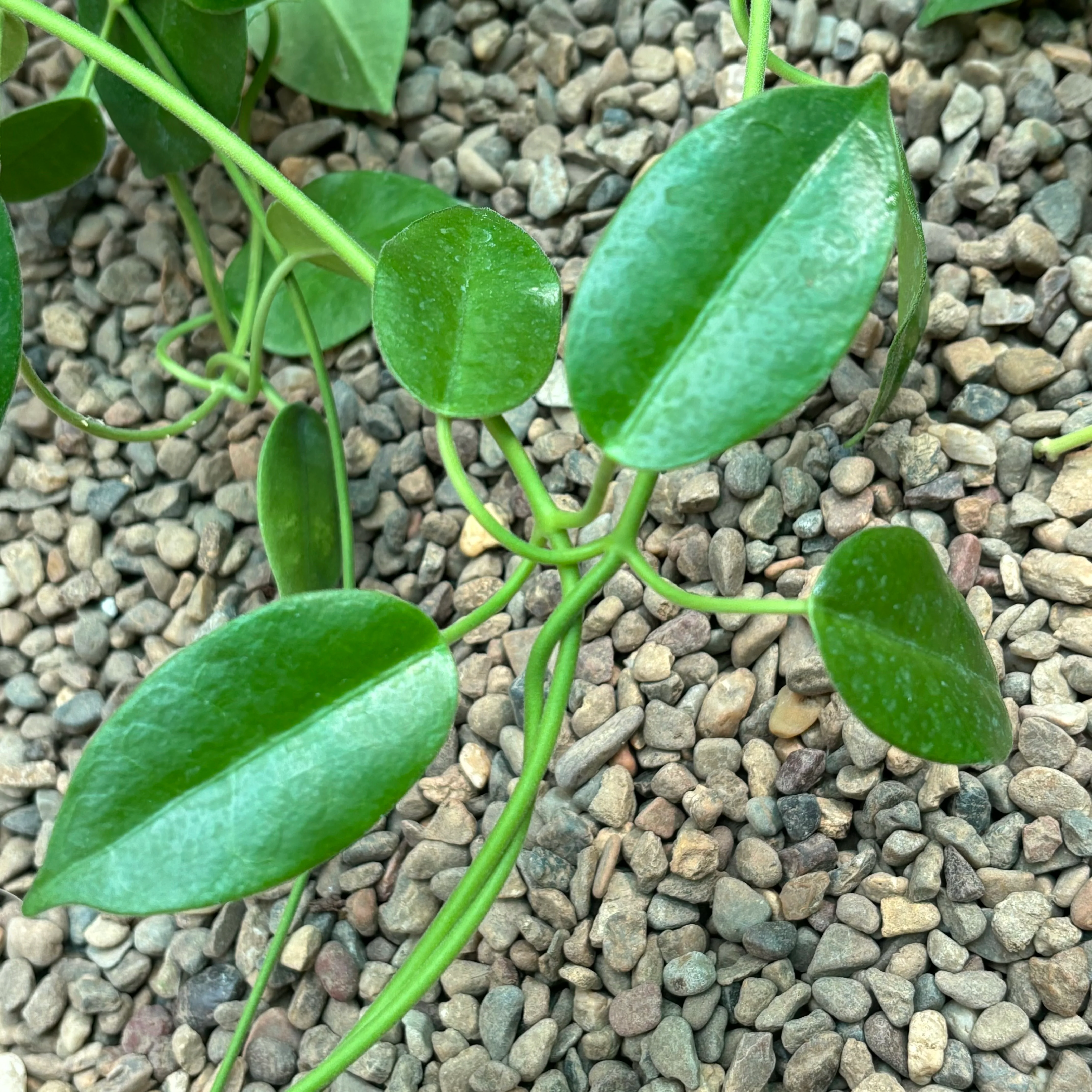 Hoya coronaria 'Gold Sidea' H37 - Image 4