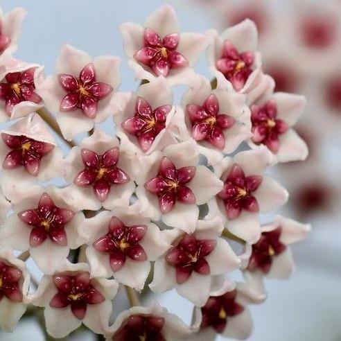 Hoya obovata (splash) H272 - Image 5