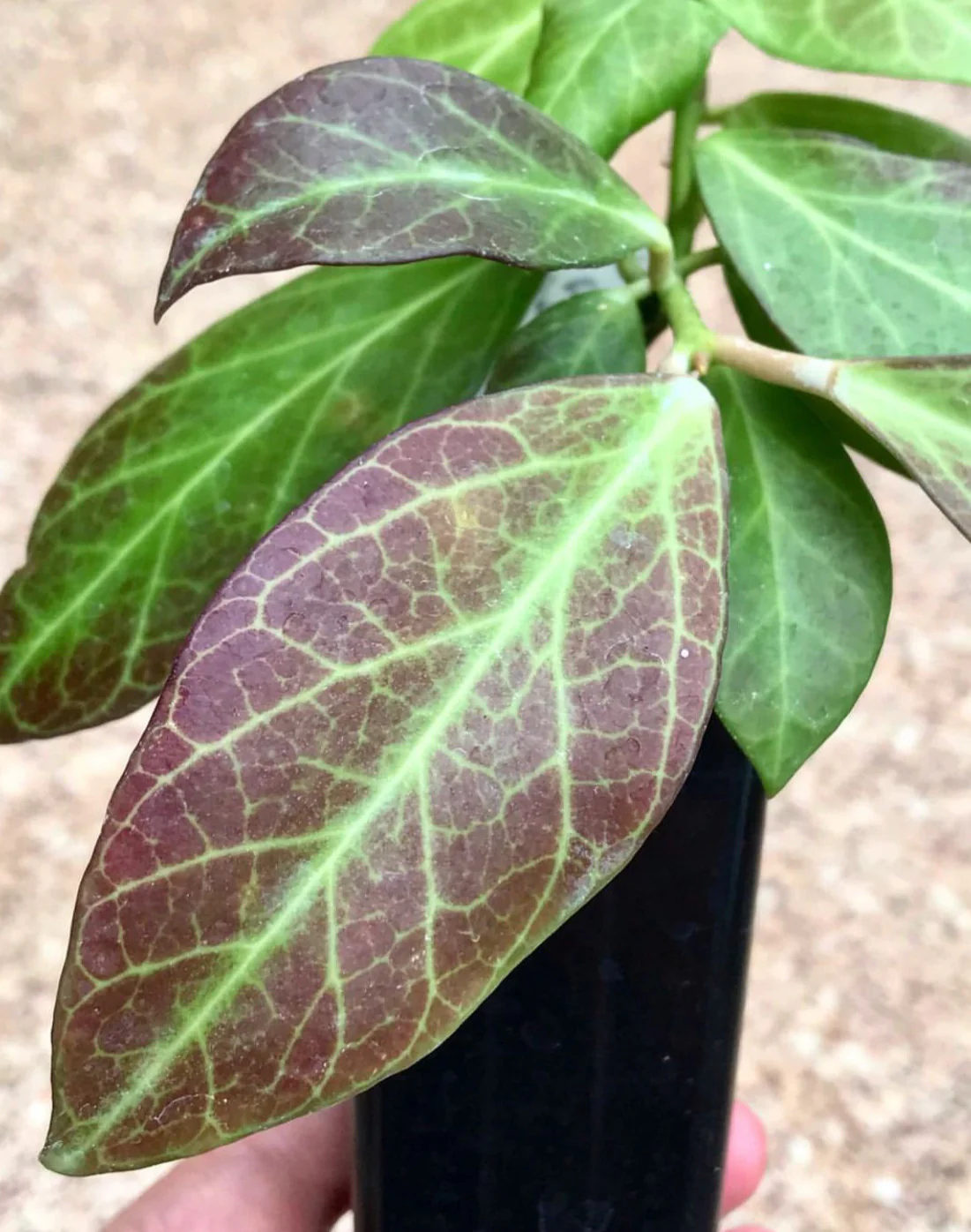 Hoya obscura H15 - Image 5