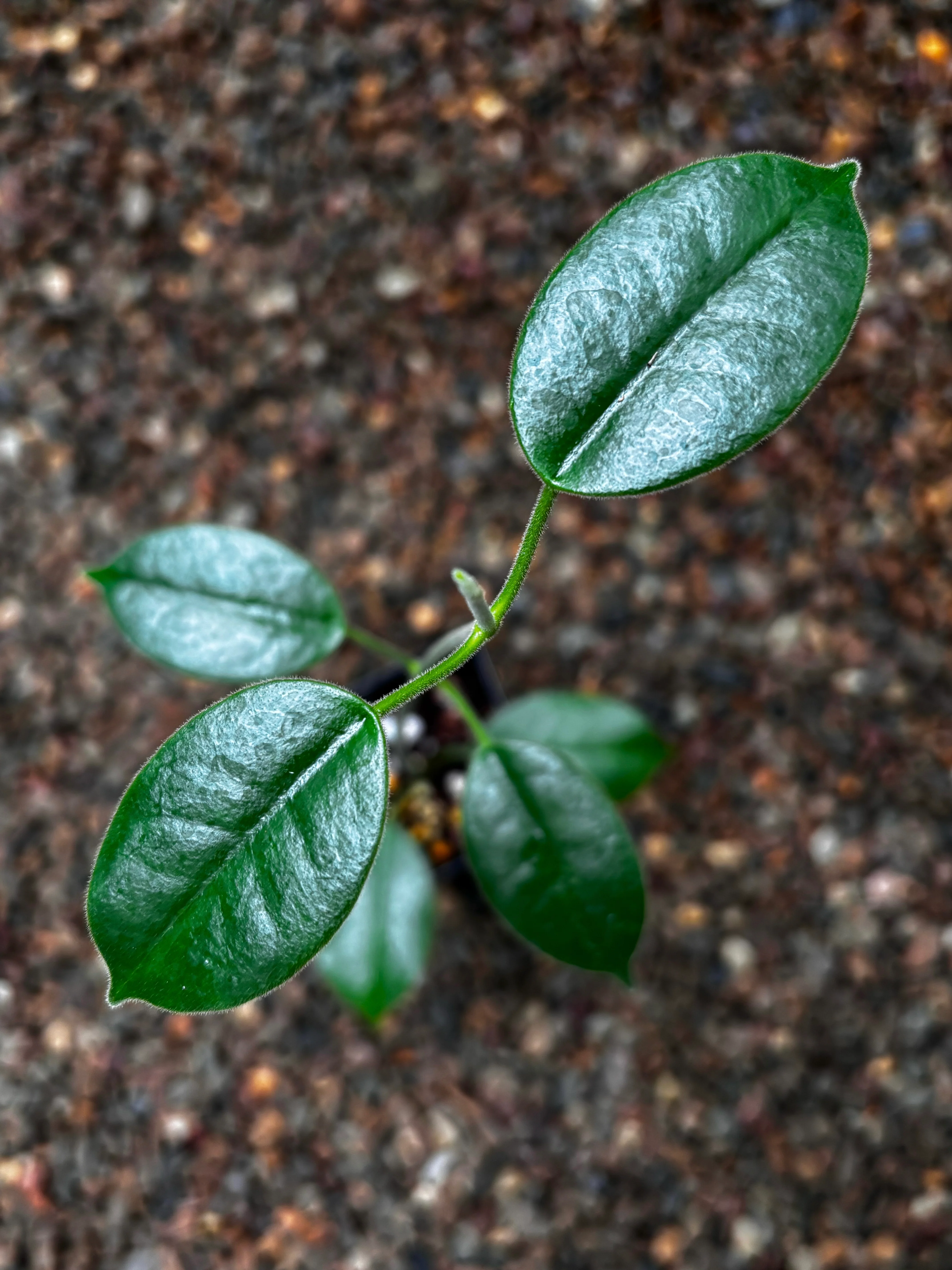 Hoya obtusifolioides H430 - Image 2