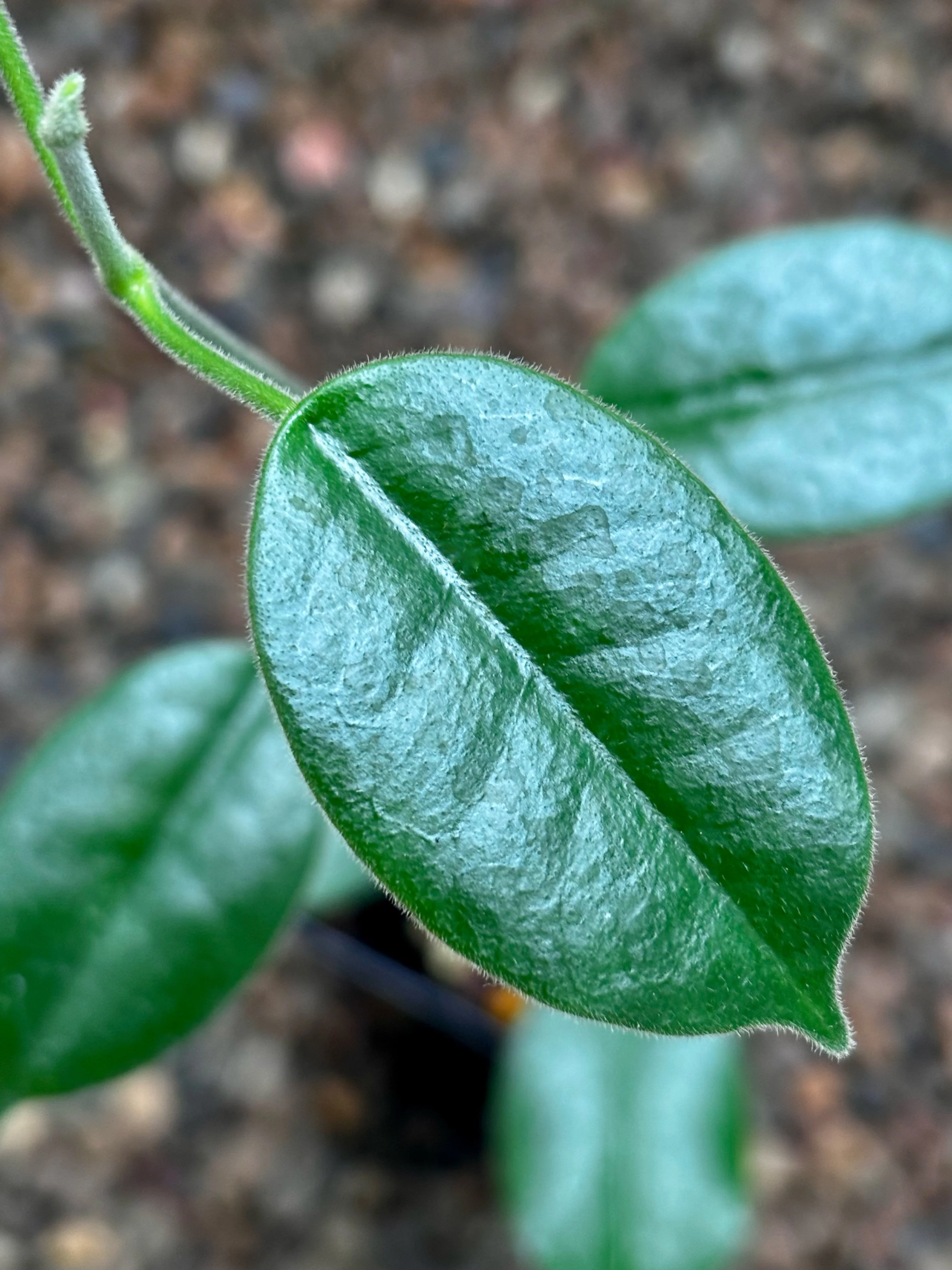 Hoya obtusifolioides H430 - Image 3