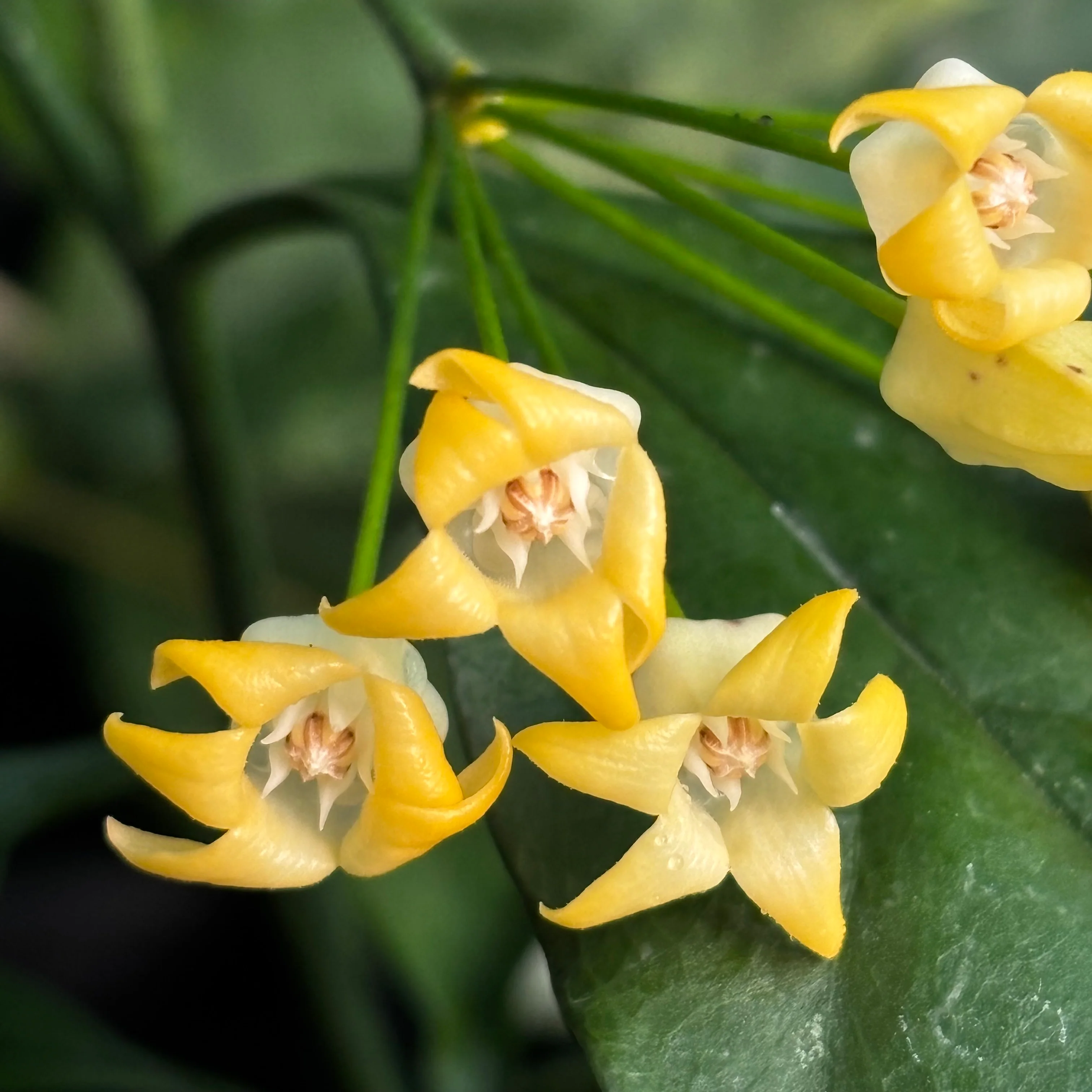 Hoya occultata H461