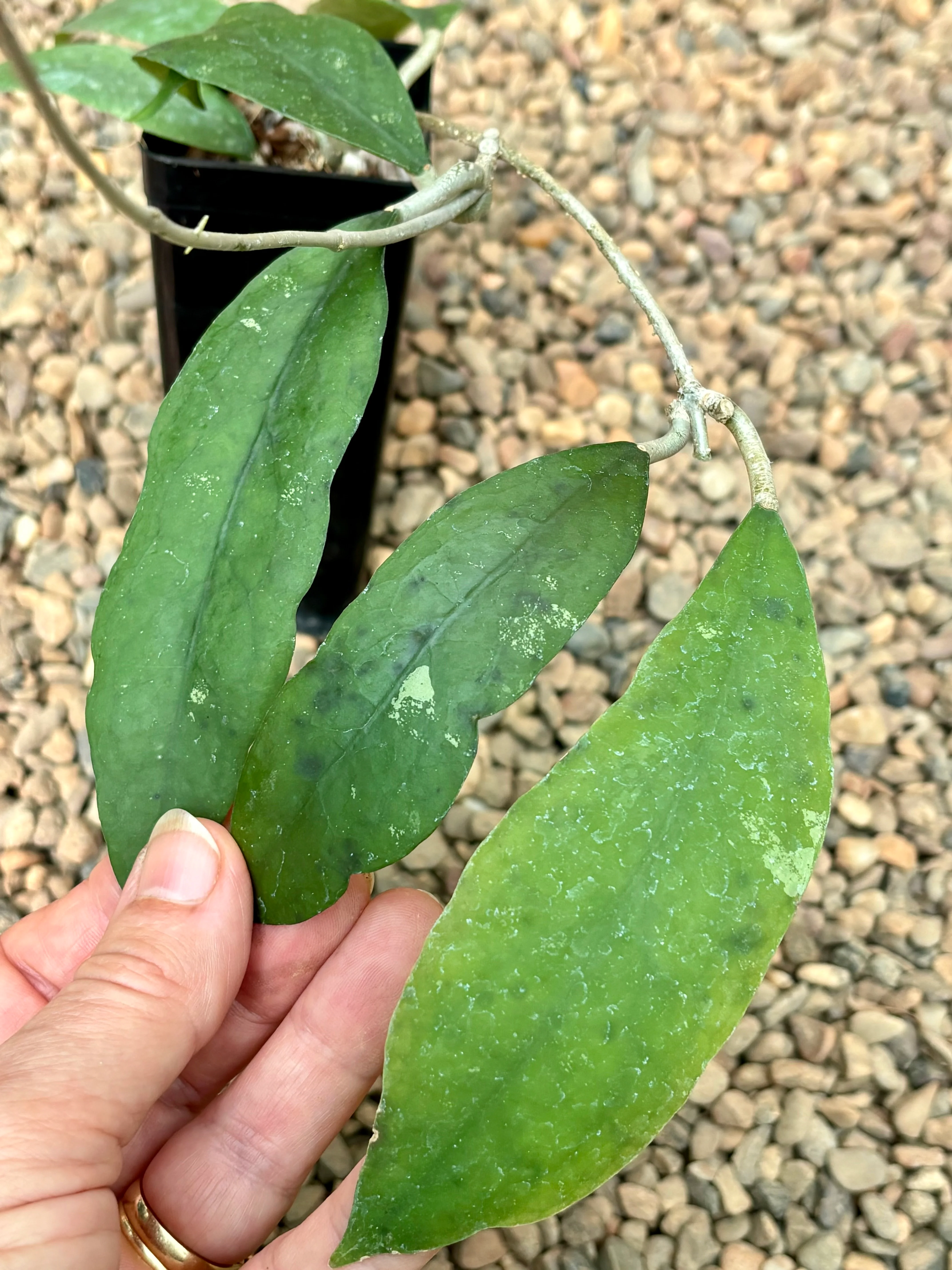 Hoya padangensis H175 - Image 5