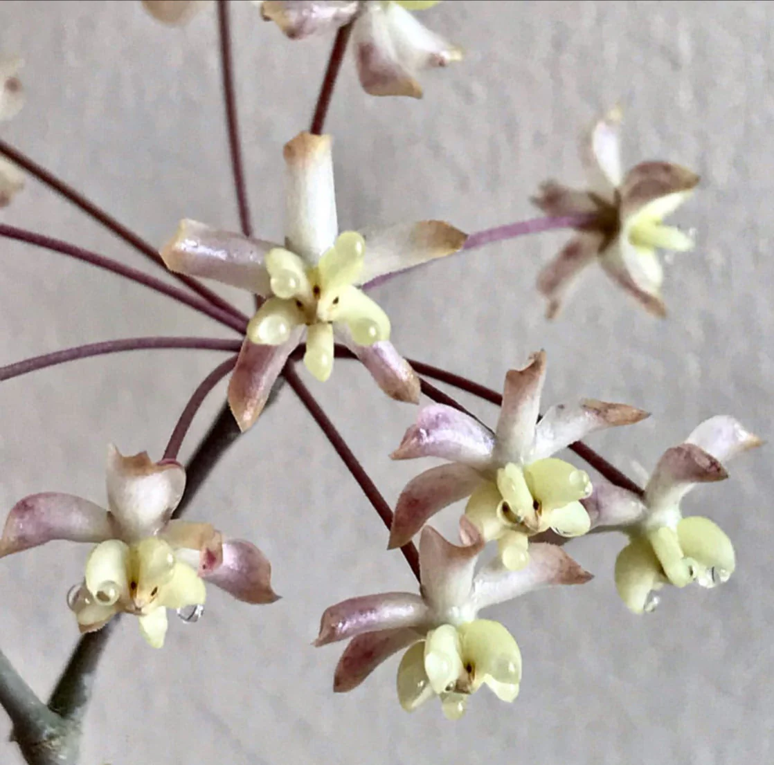 Hoya padangensis H175 - Image 7