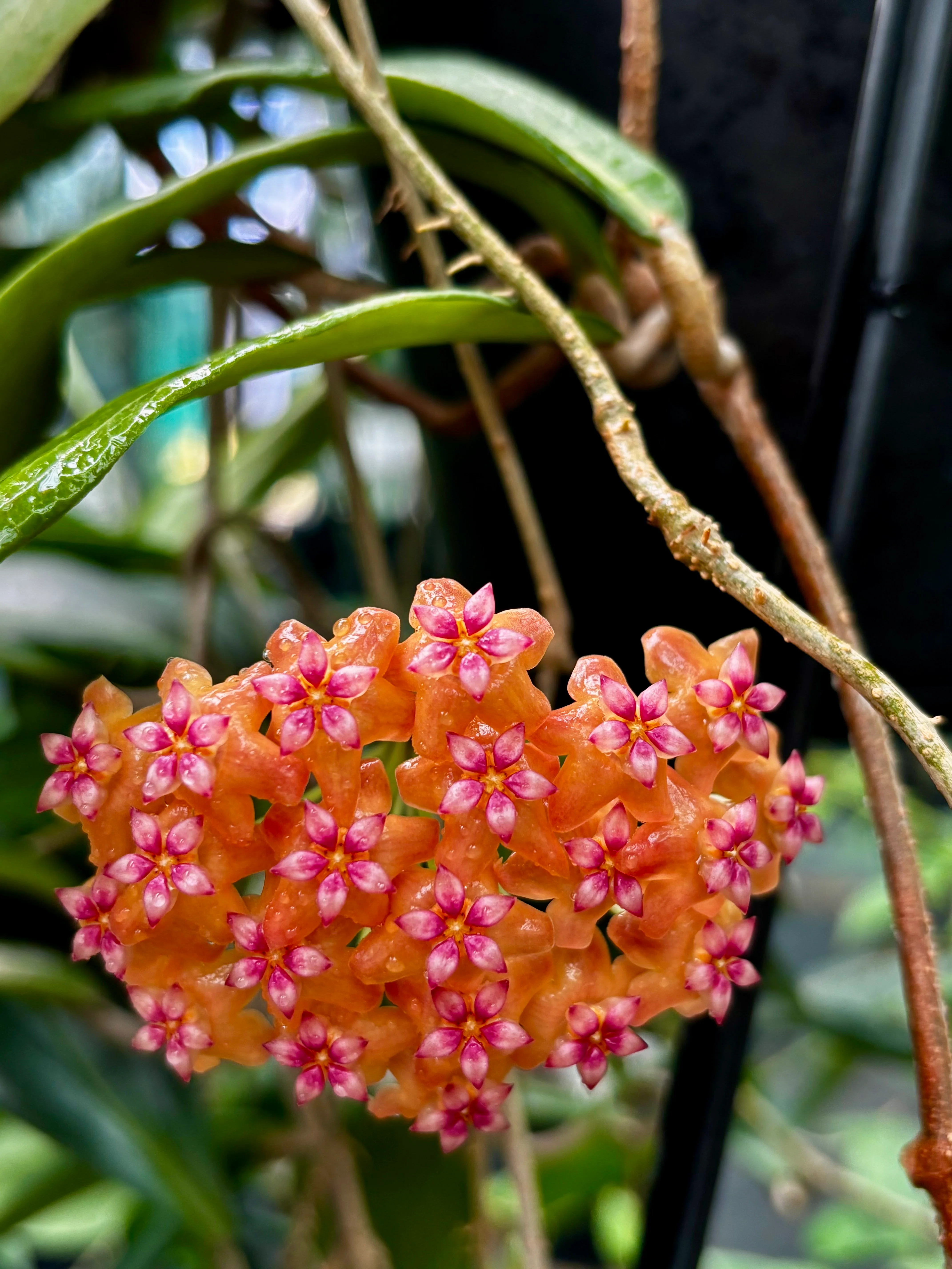 Hoya palawanica IML 1605 H254 - Image 6