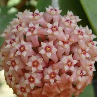 Hoya parasitica 'Pink' H327 - Image 2
